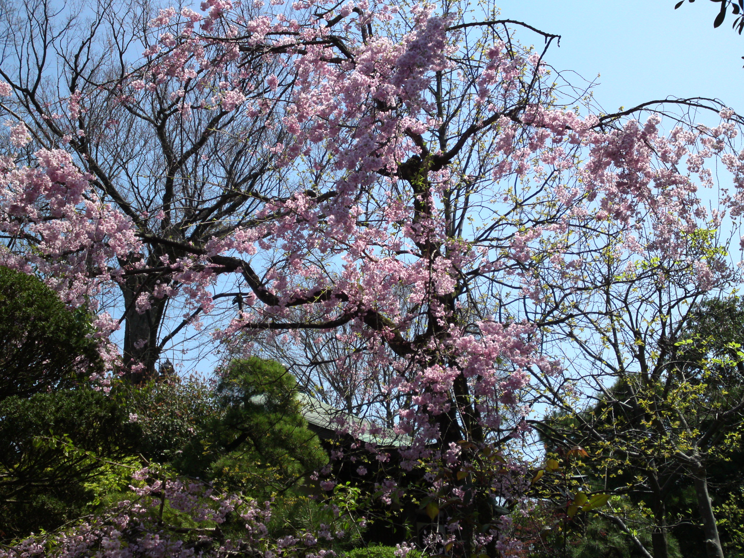 2017年春本覚山妙勝寺に咲く桜の花３６