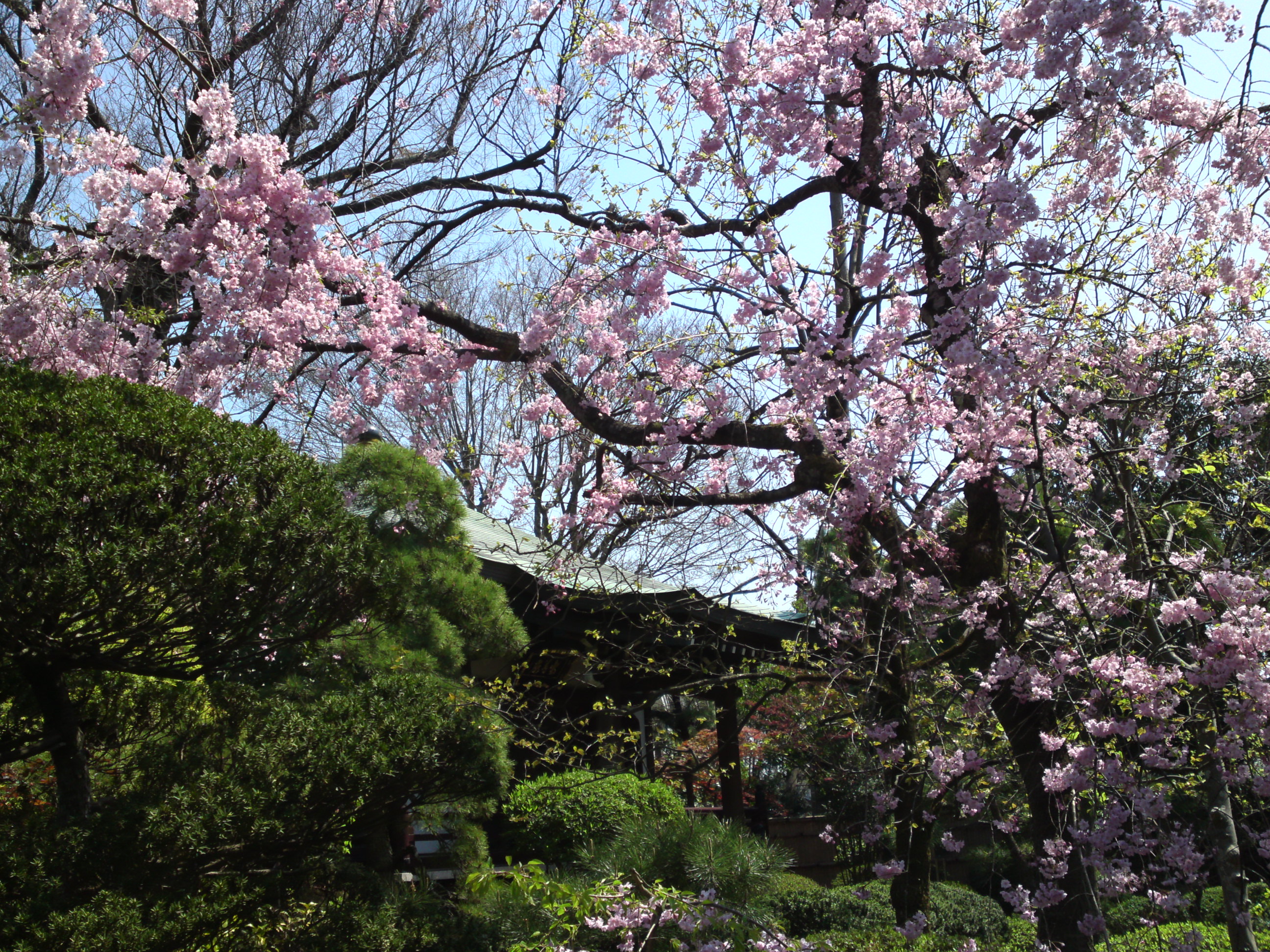 2017年春本覚山妙勝寺に咲く桜の花３７