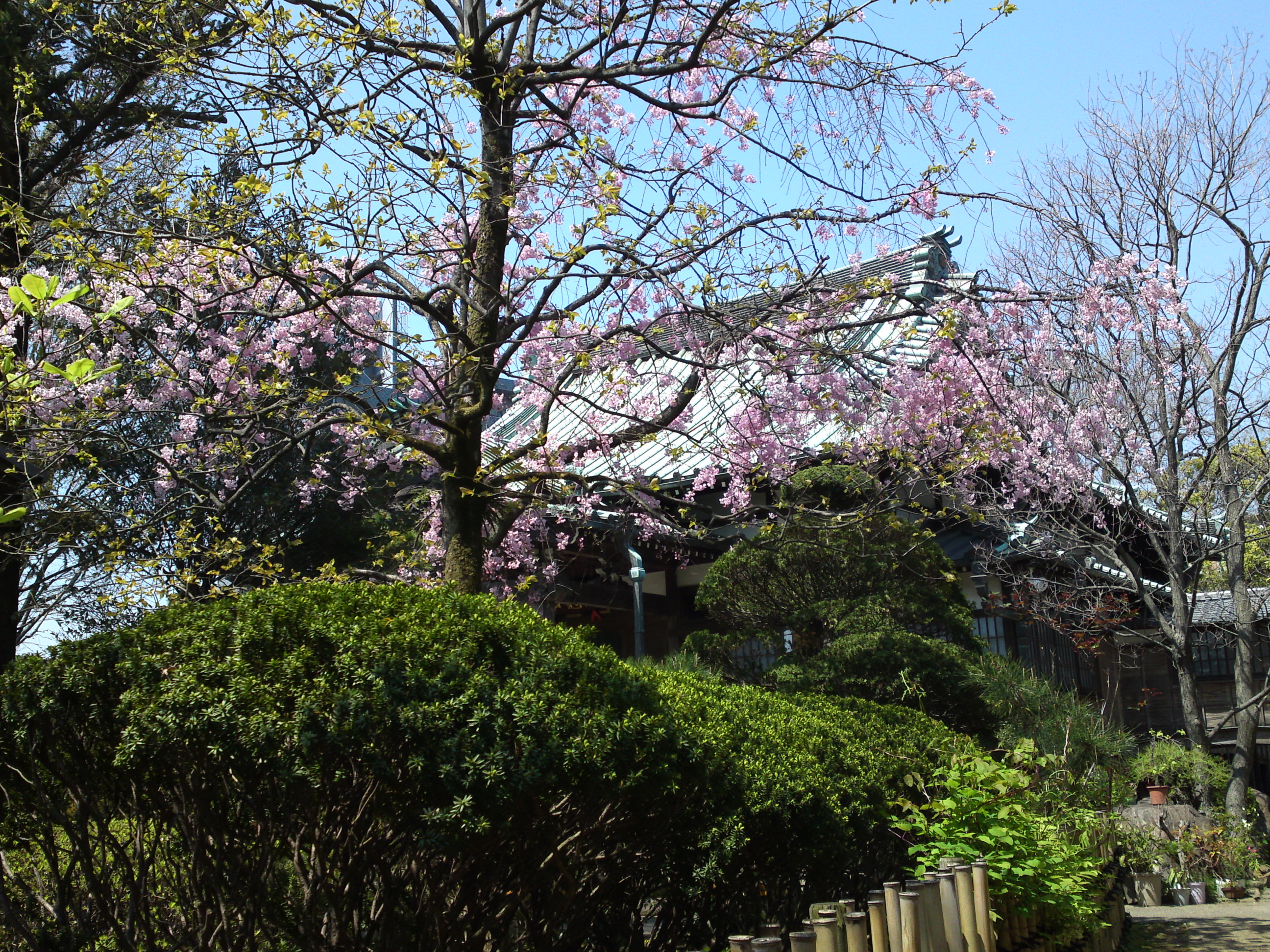 2017年春本覚山妙勝寺に咲く桜の花４１