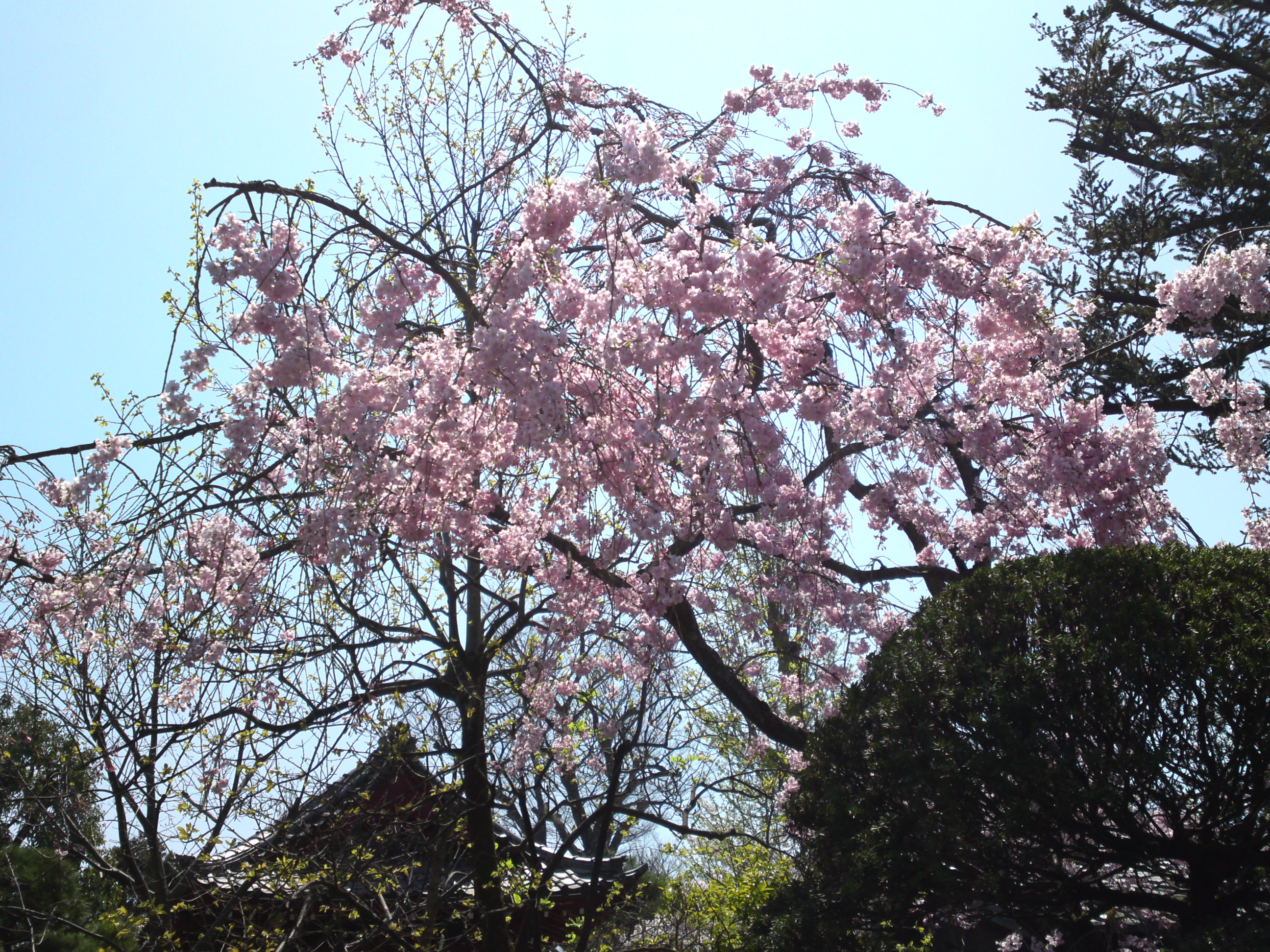 2017年春本覚山妙勝寺に咲く桜の花４２