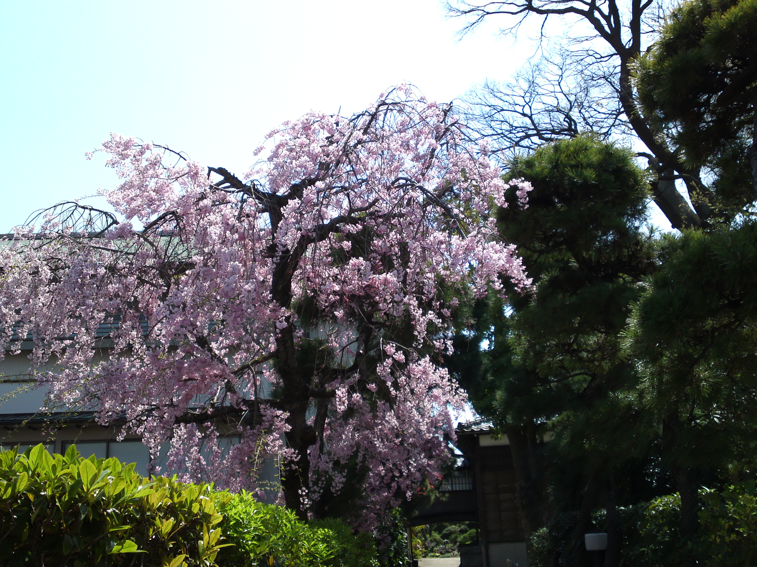 2017年春本覚山妙勝寺に咲く桜の花４６
