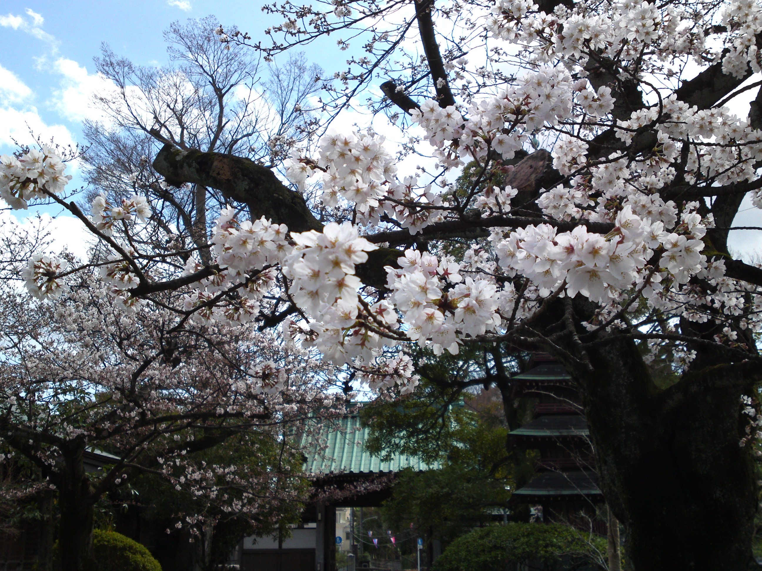 2018年春本覚山妙勝寺に咲く桜の花１
