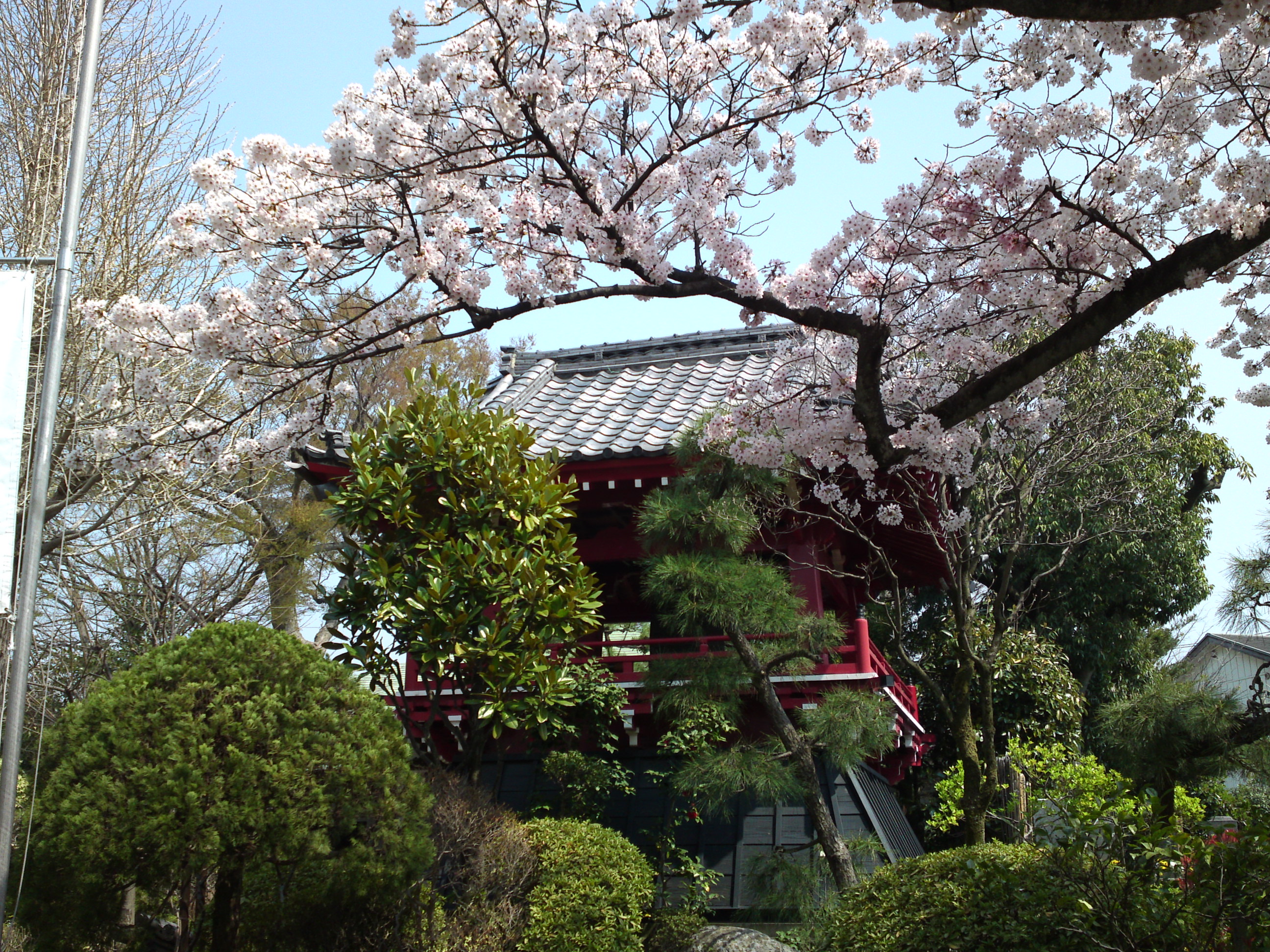 2018年春本覚山妙勝寺に咲く桜の花１０