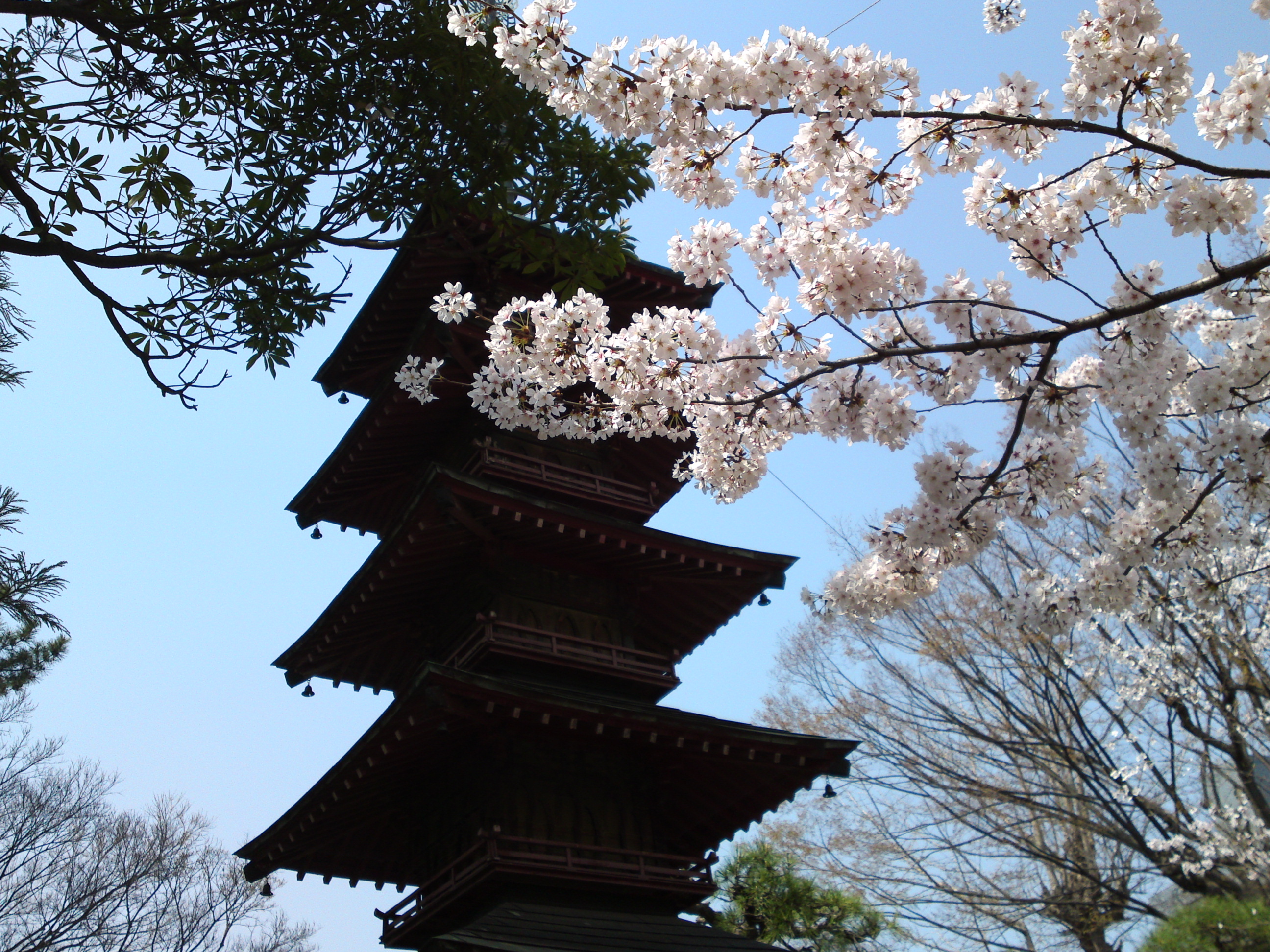 2018年春本覚山妙勝寺に咲く桜の花１２