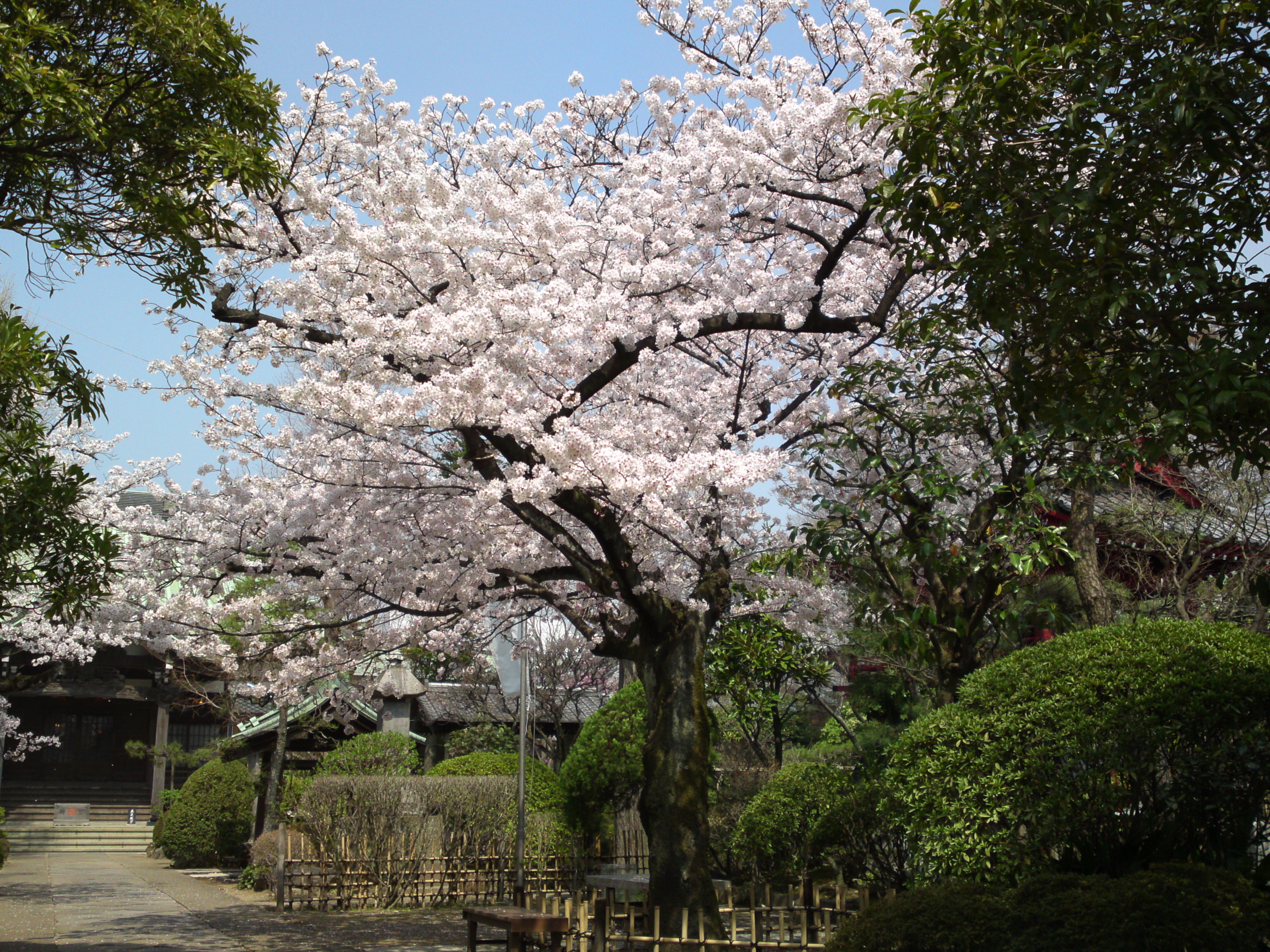 2018年春本覚山妙勝寺に咲く桜の花１３