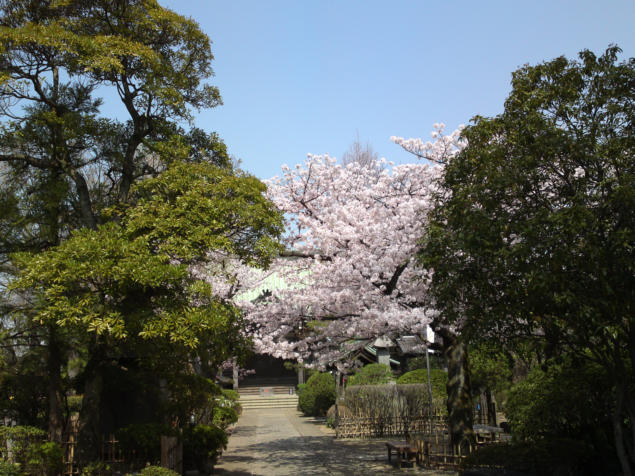 2018年春本覚山妙勝寺に咲く桜の花１４