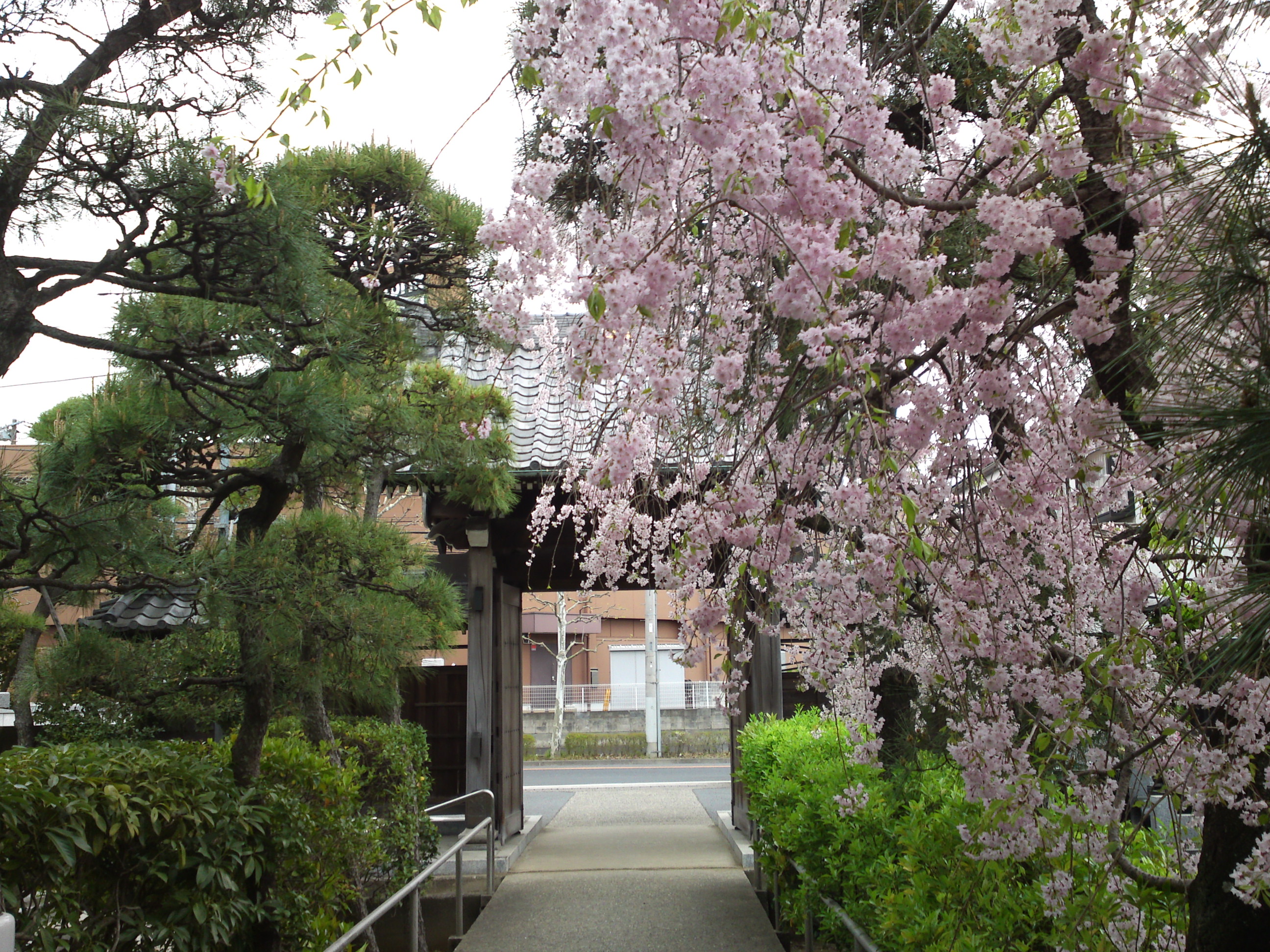 2018年春本覚山妙勝寺に咲く桜の花１７