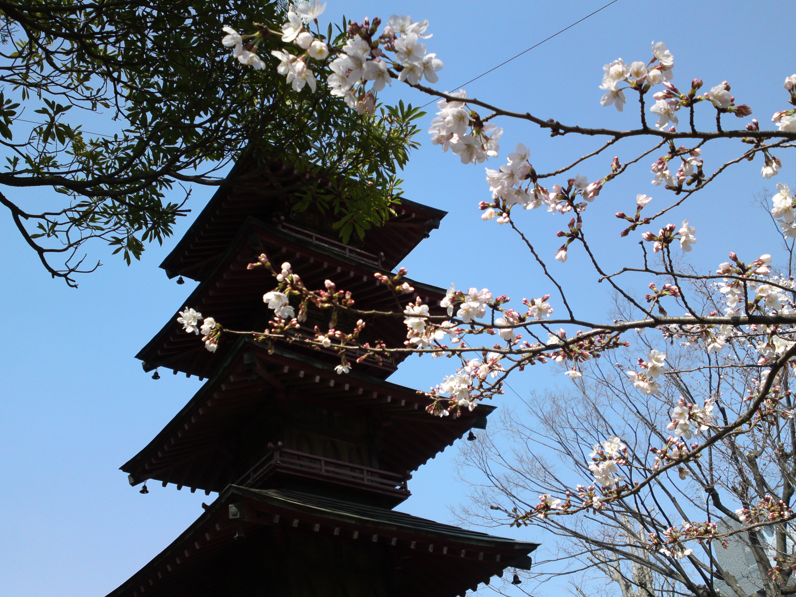 2019年春本覚山妙勝寺に咲く桜の花１