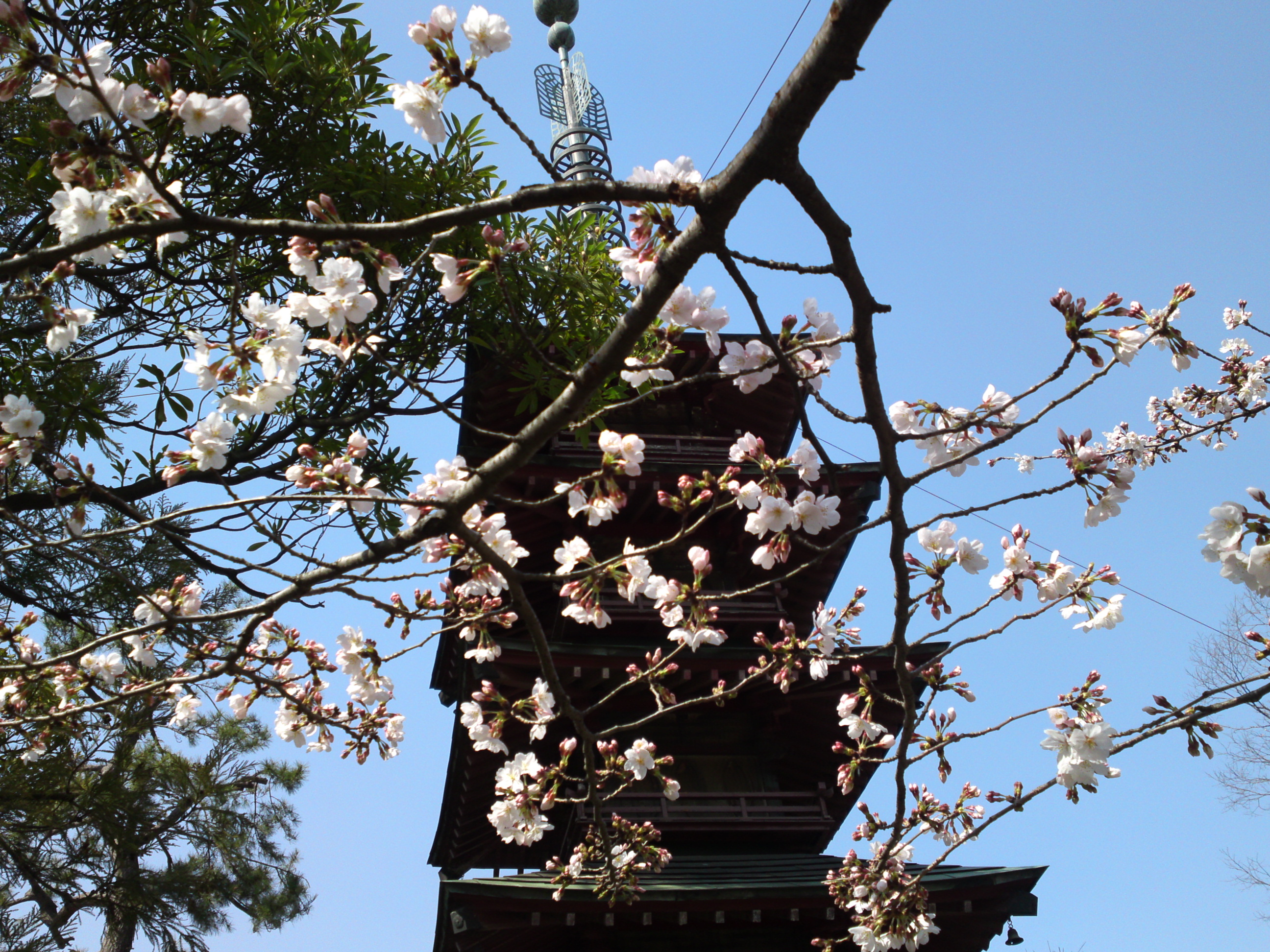 2019年春本覚山妙勝寺に咲く桜の花２