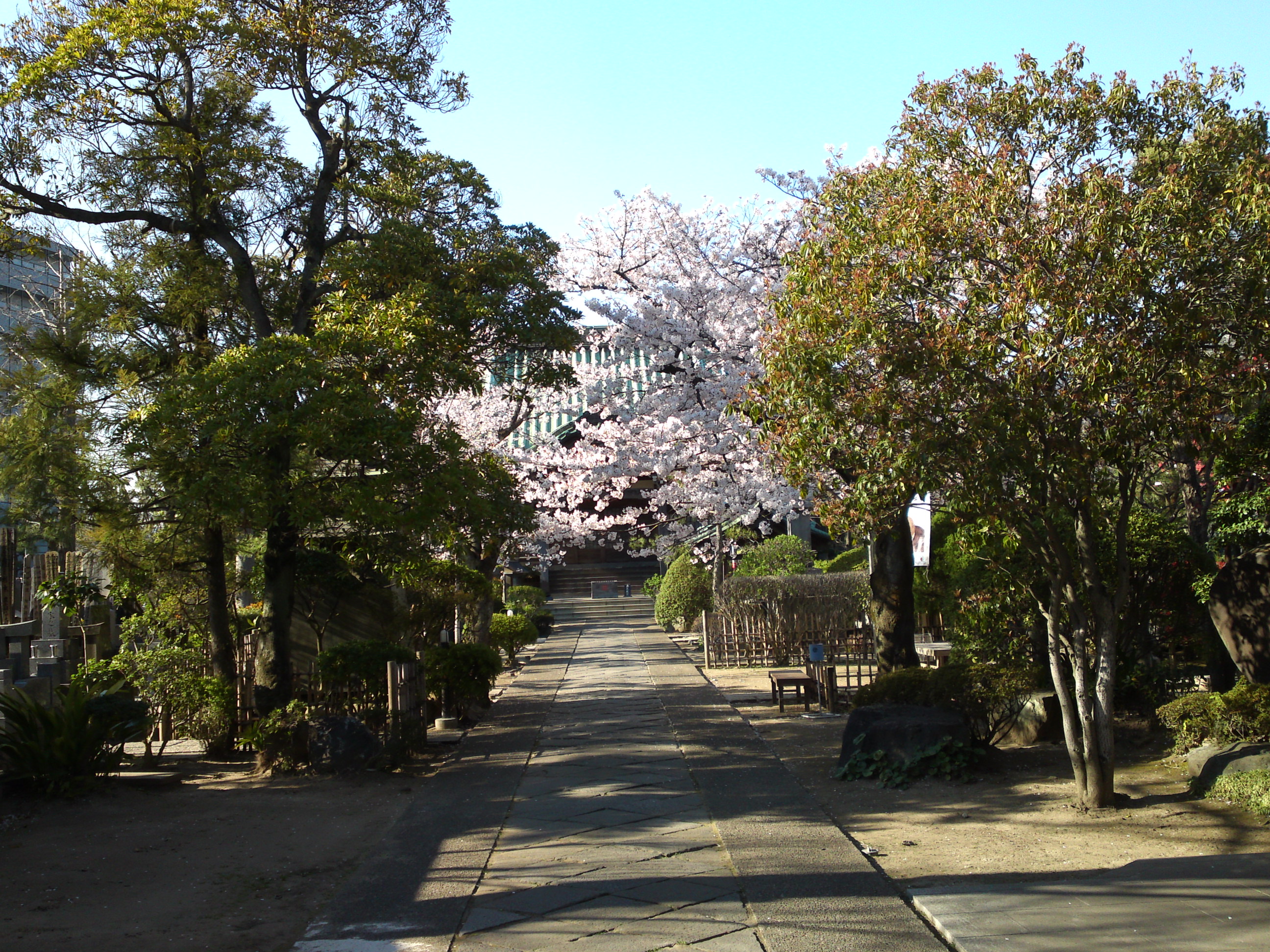 2019年春本覚山妙勝寺に咲く桜の花４