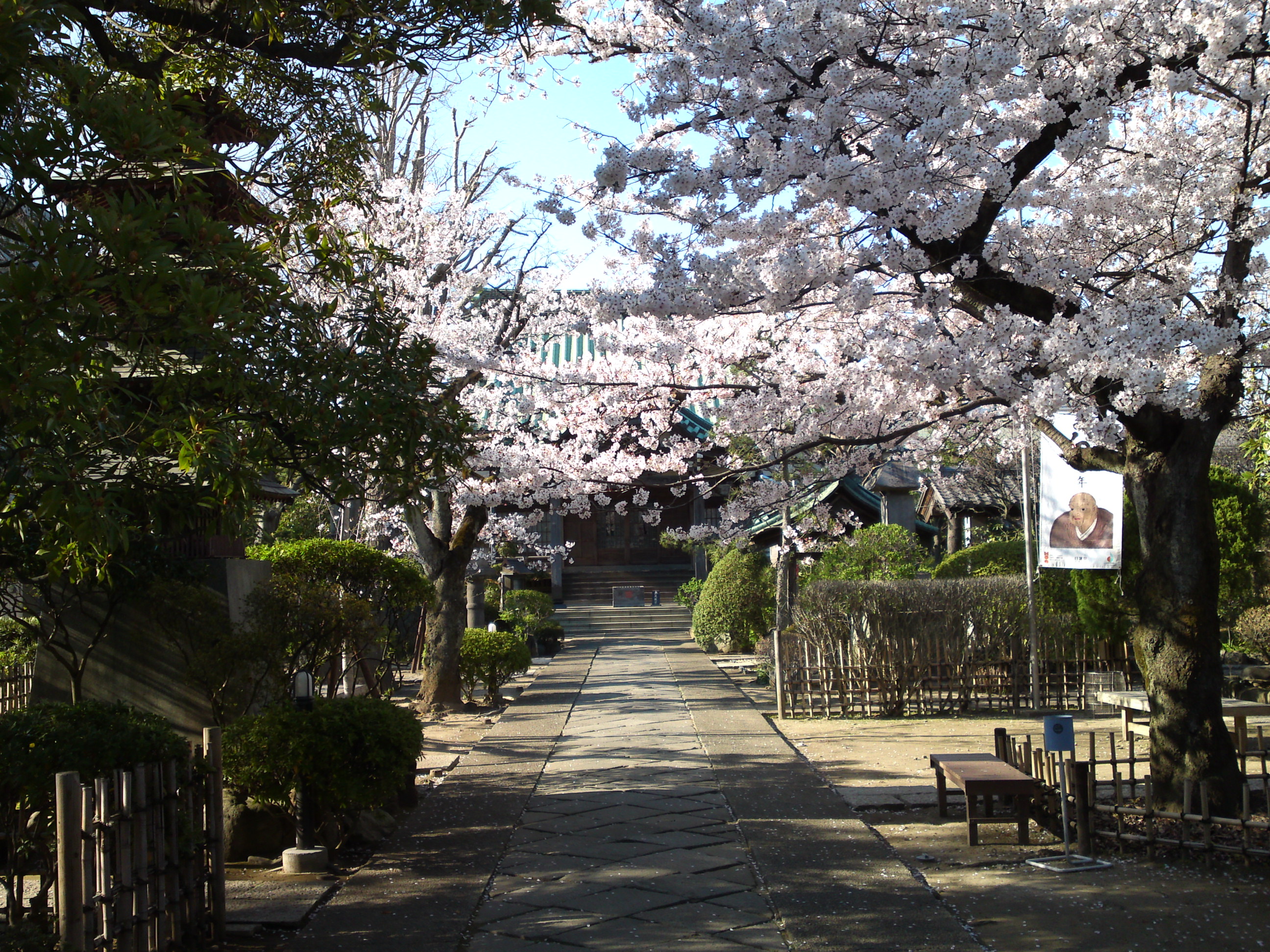 2019年春本覚山妙勝寺に咲く桜の花５