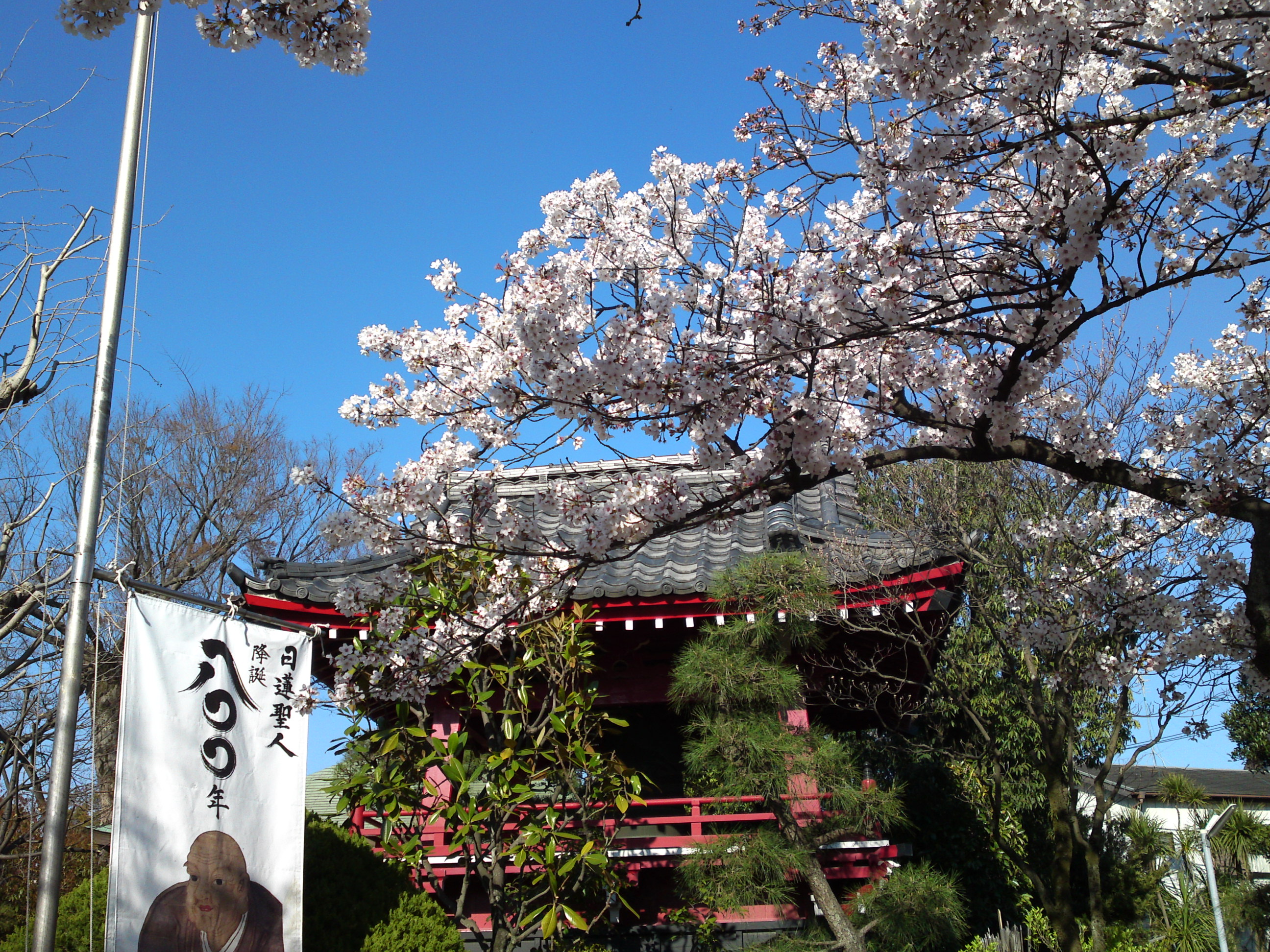 2019年春本覚山妙勝寺に咲く桜の花８