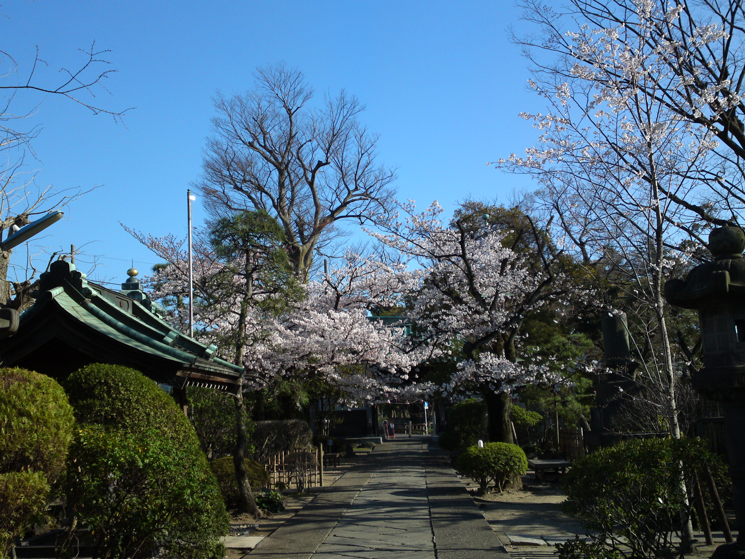 2019年春本覚山妙勝寺に咲く桜の花１０