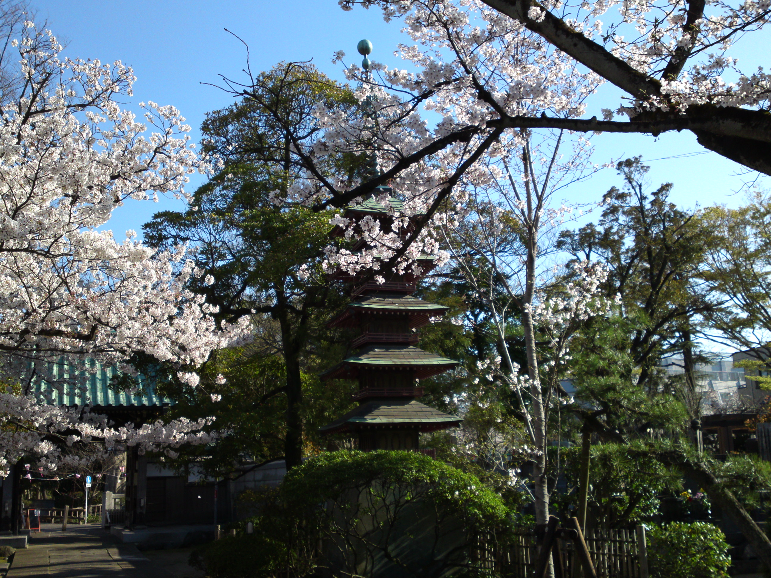 2019年春本覚山妙勝寺に咲く桜の花１２