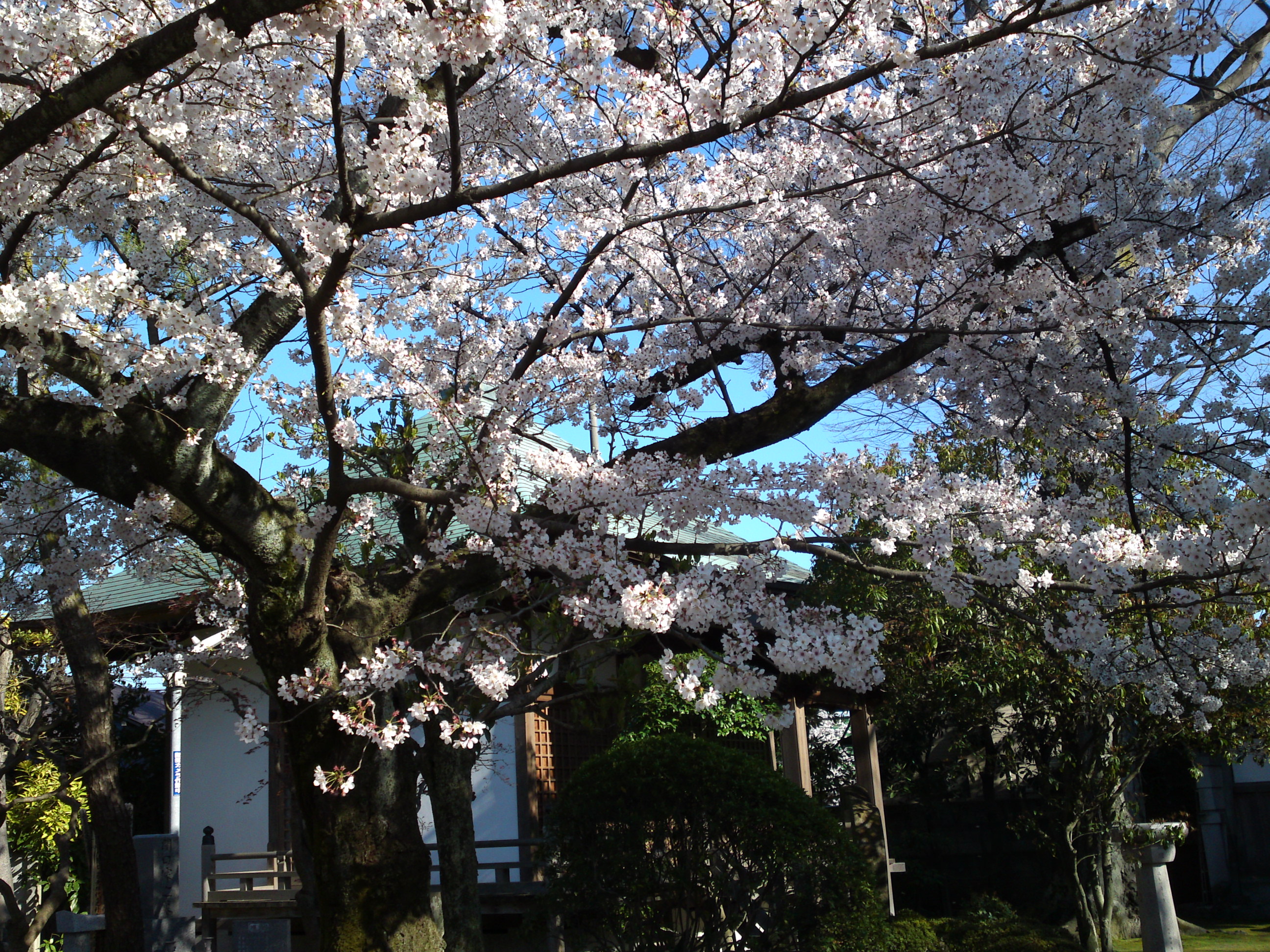 2019年春本覚山妙勝寺に咲く桜の花１３
