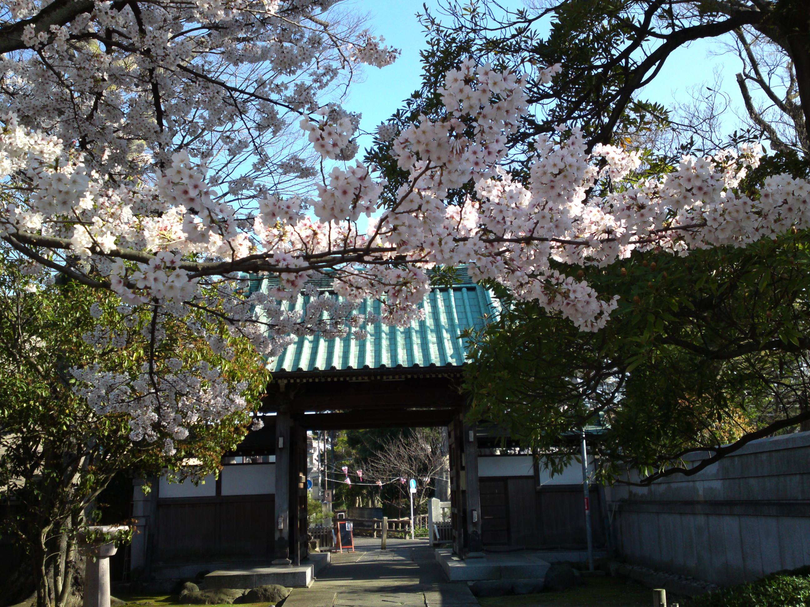 2019年春本覚山妙勝寺に咲く桜の花１４