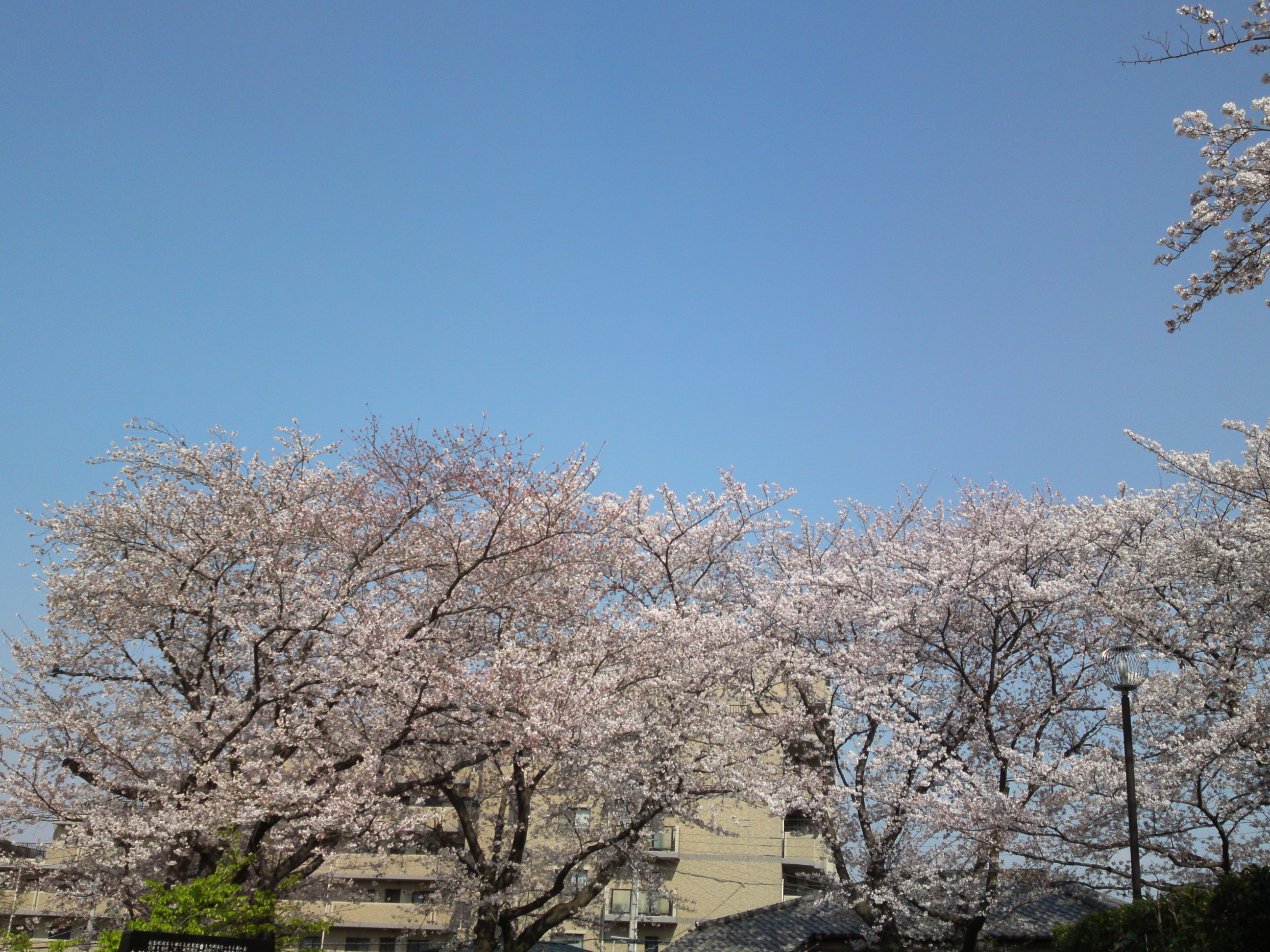 2019年龍経山妙正寺に咲く桜の花３１