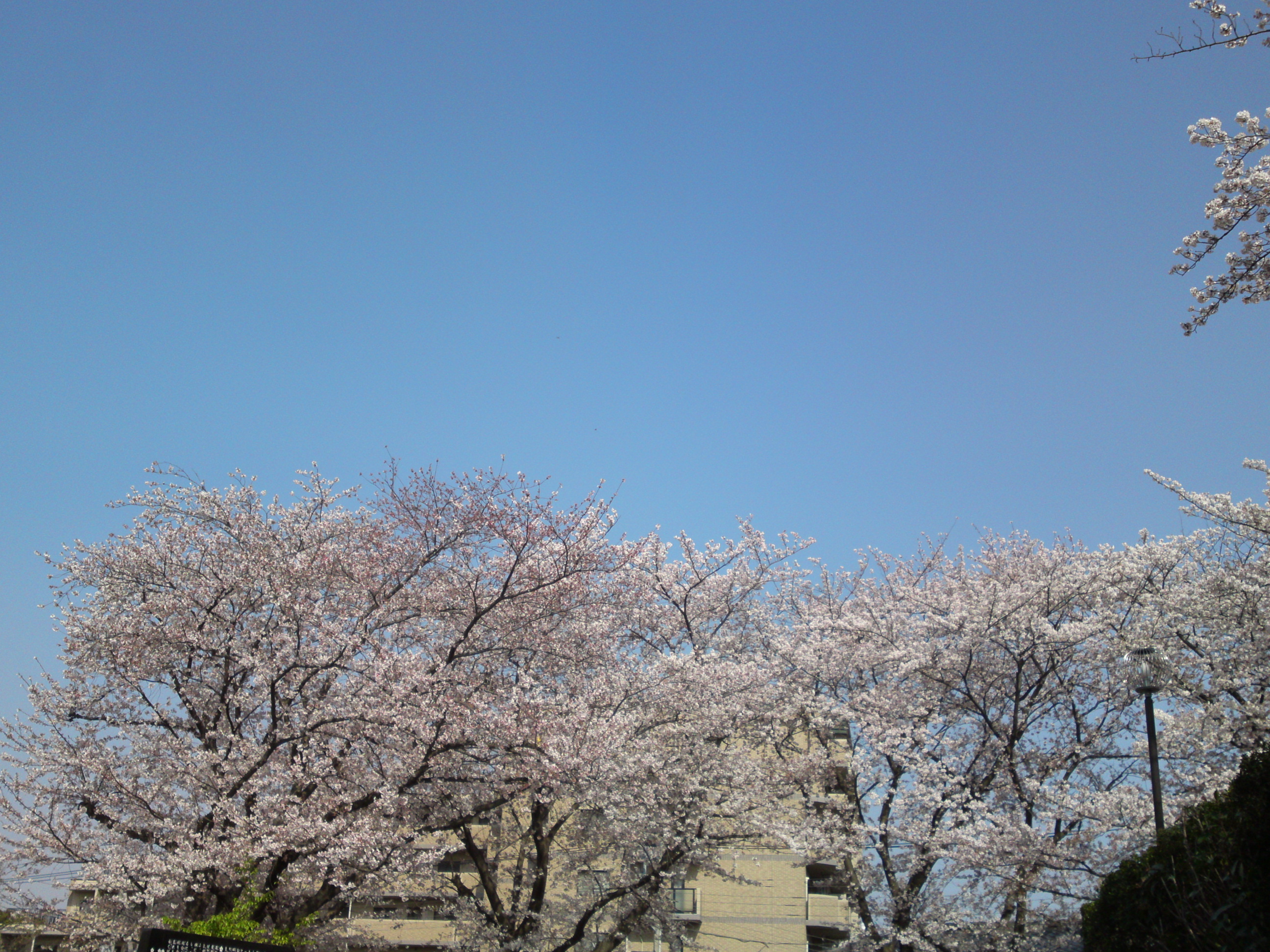 2019年龍経山妙正寺に咲く桜の花３２