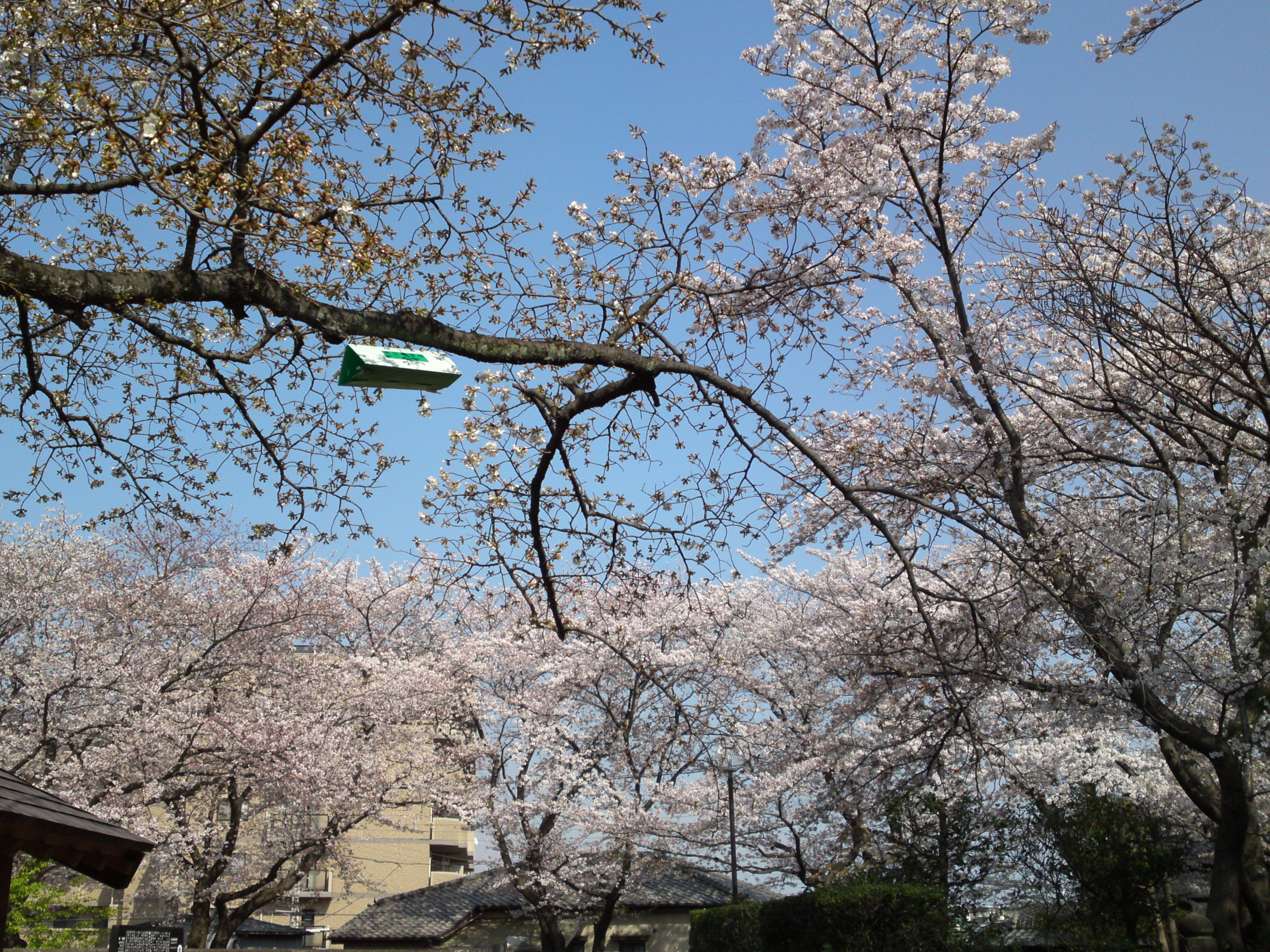 2019年龍経山妙正寺に咲く桜の花３３