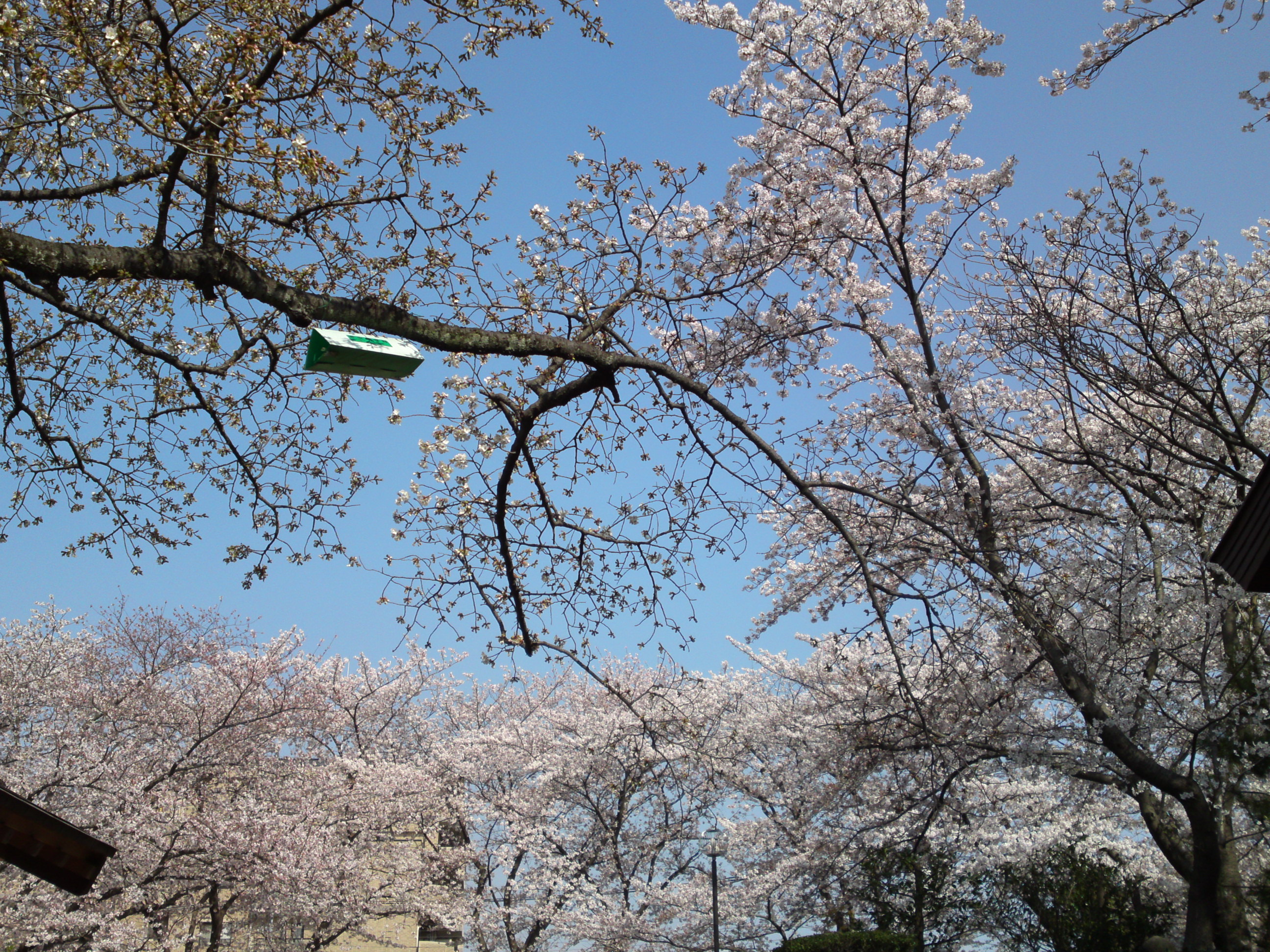 2019年龍経山妙正寺に咲く桜の花３４
