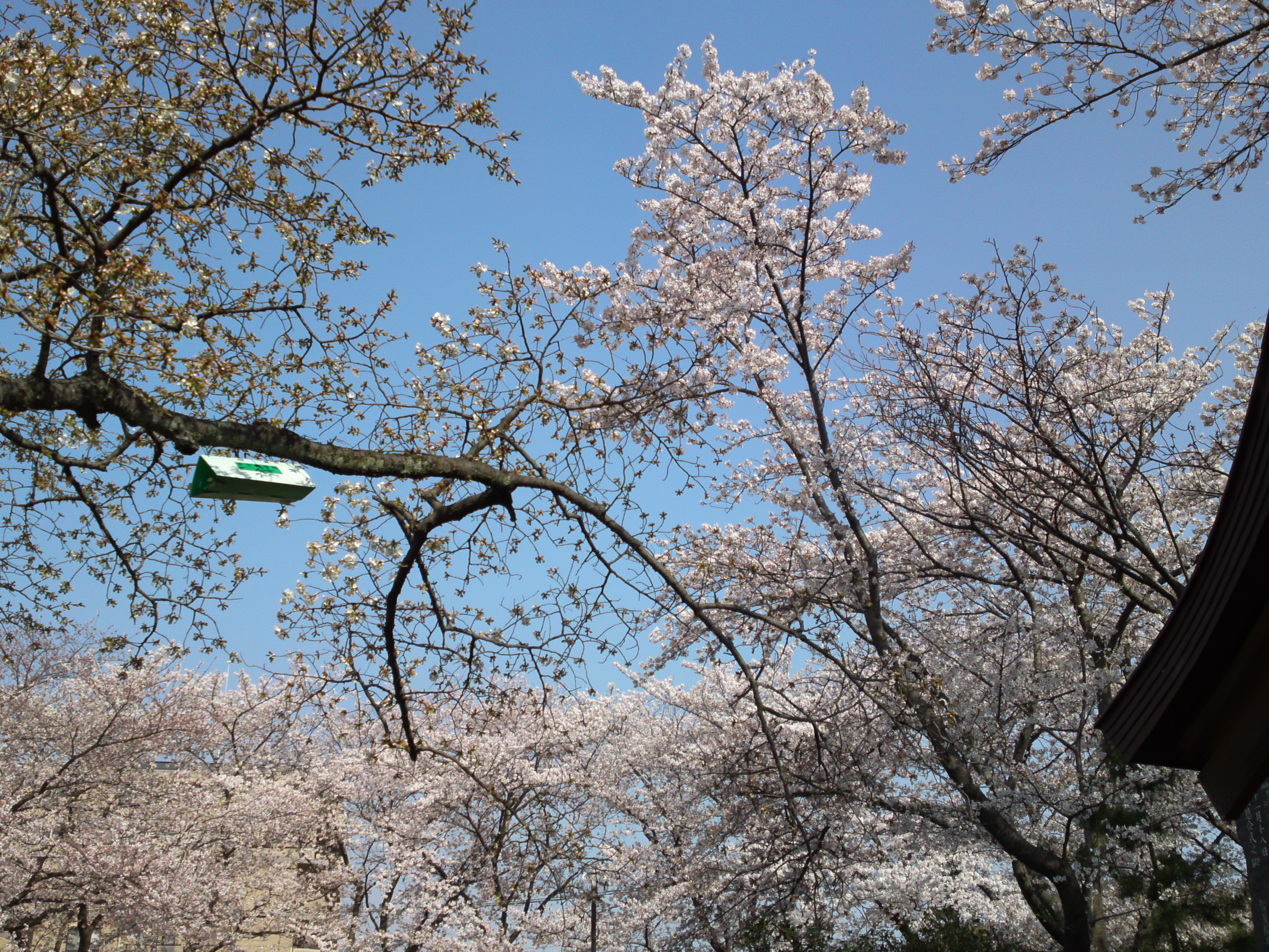2019年龍経山妙正寺に咲く桜の花３５