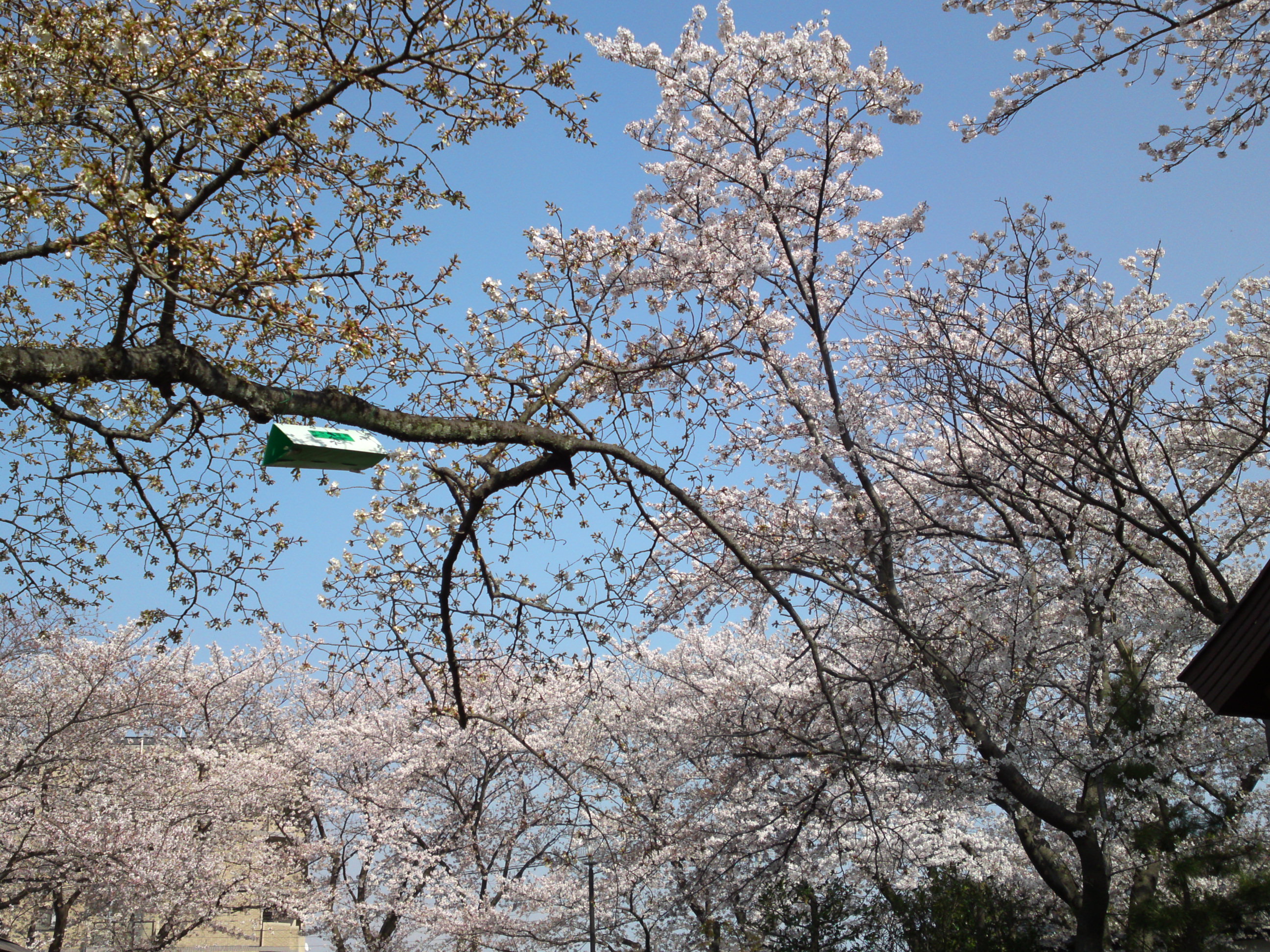 2019年龍経山妙正寺に咲く桜の花３６