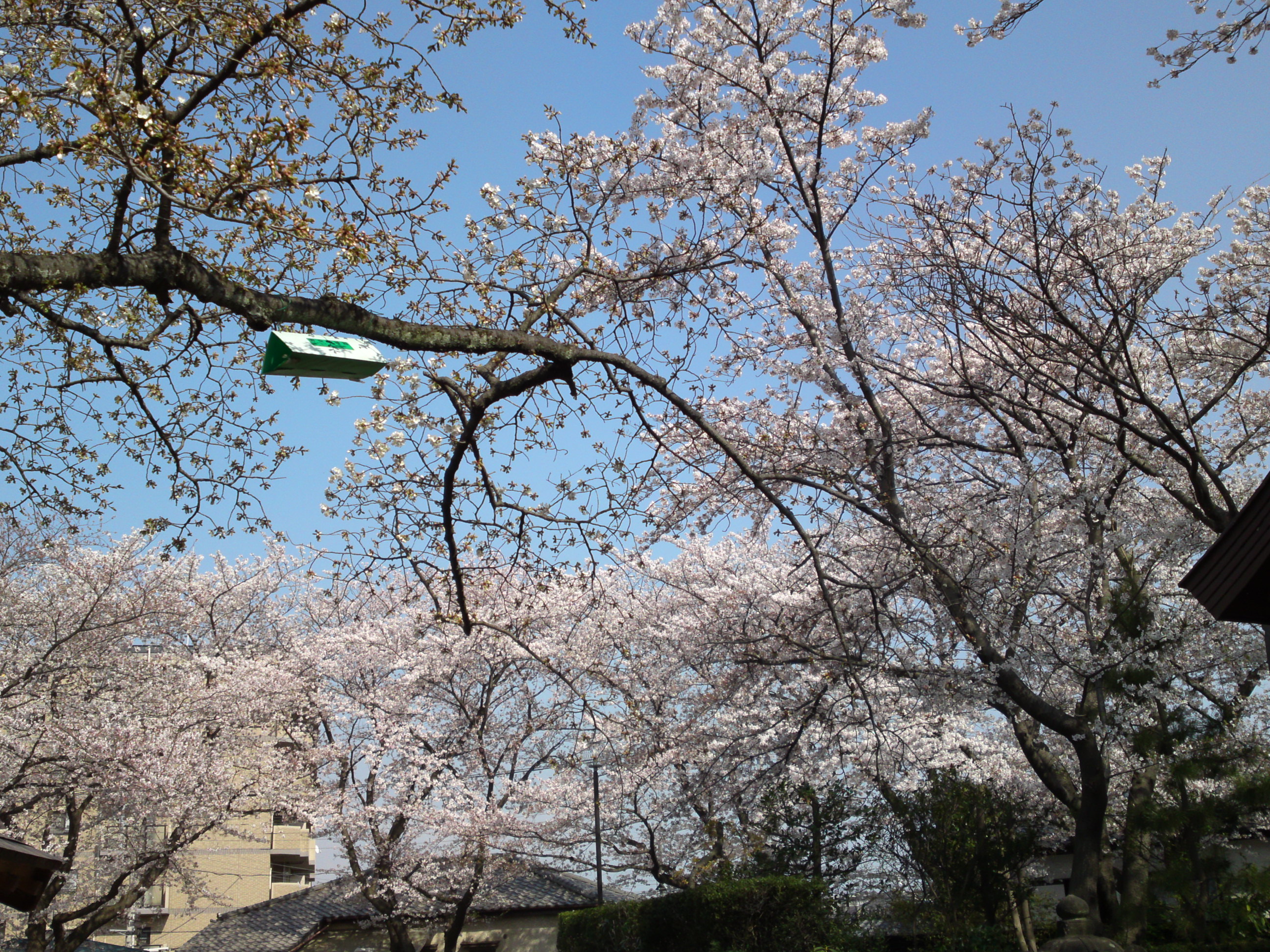 2019年龍経山妙正寺に咲く桜の花３７