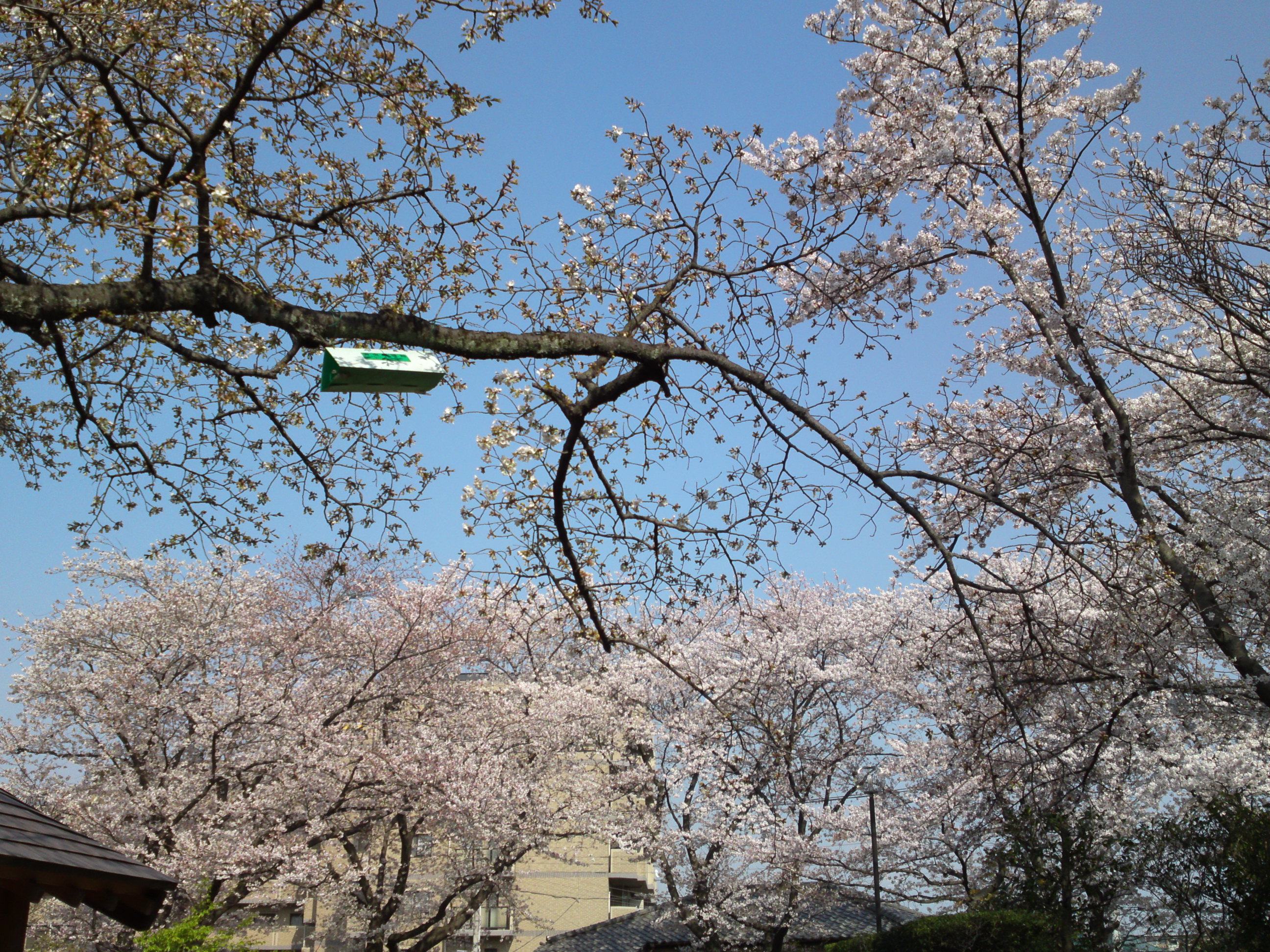 2019年龍経山妙正寺に咲く桜の花３８