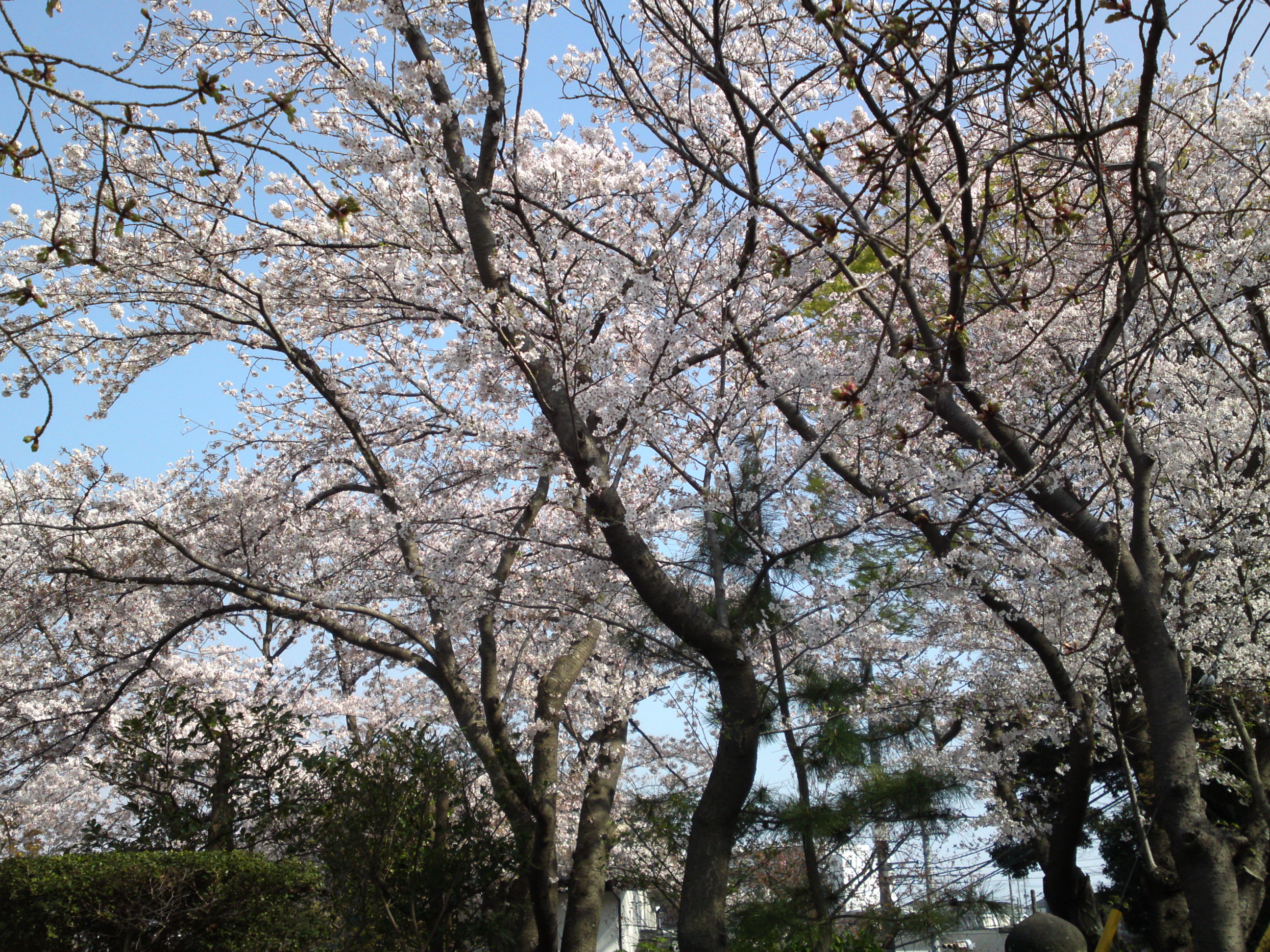 2019年龍経山妙正寺に咲く桜の花３９