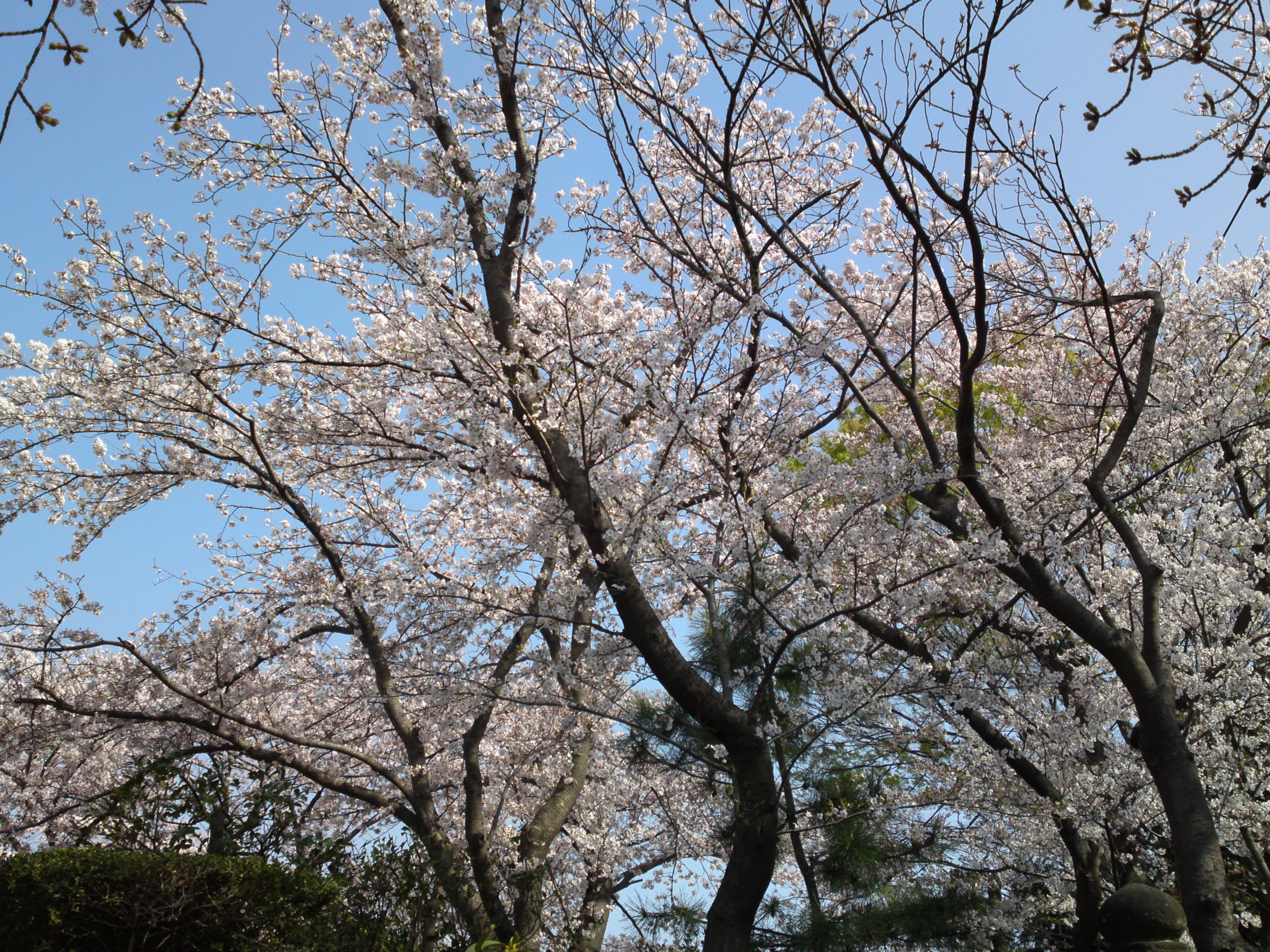 2019年龍経山妙正寺に咲く桜の花４０