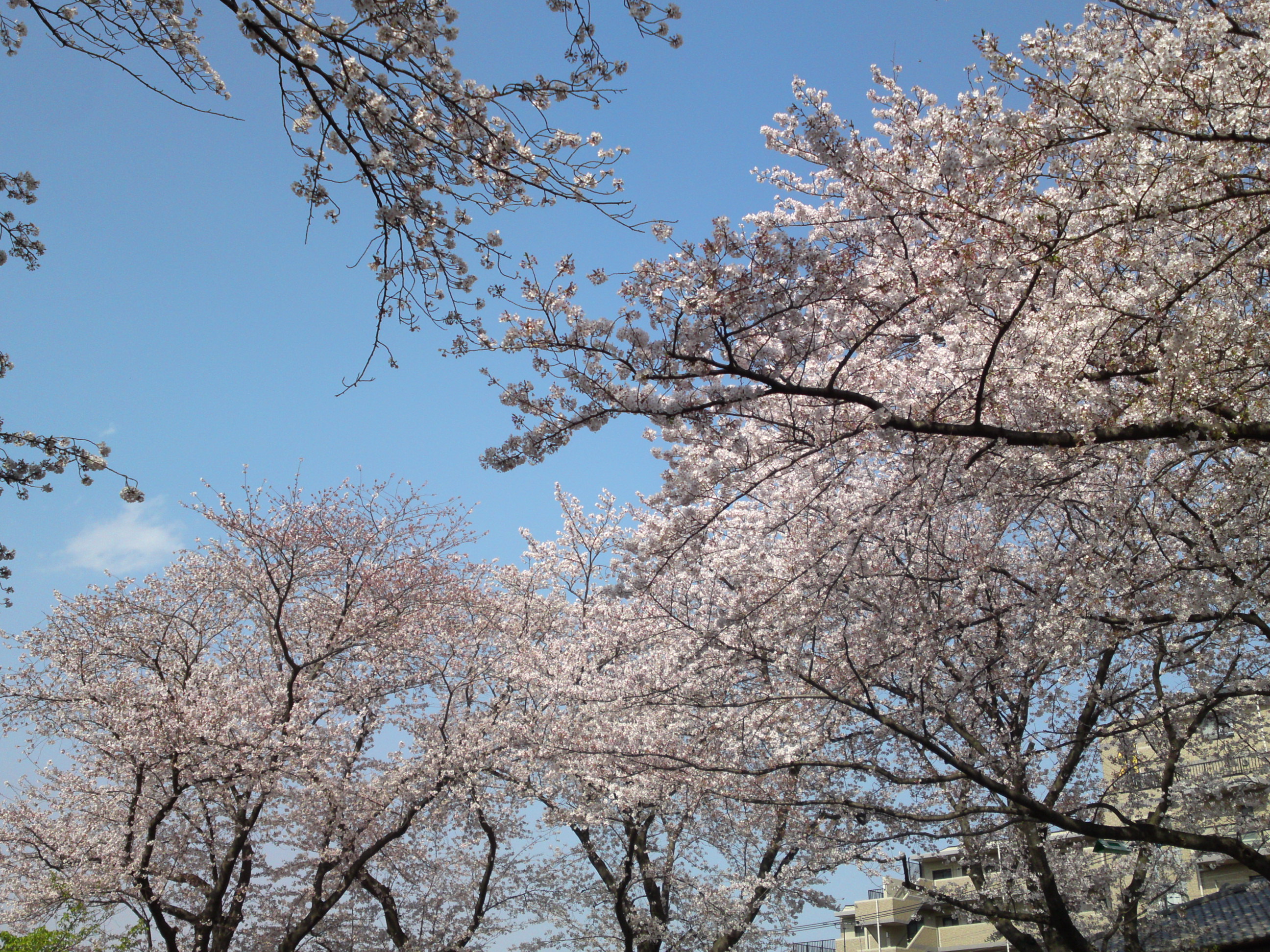 2019年龍経山妙正寺に咲く桜の花４１