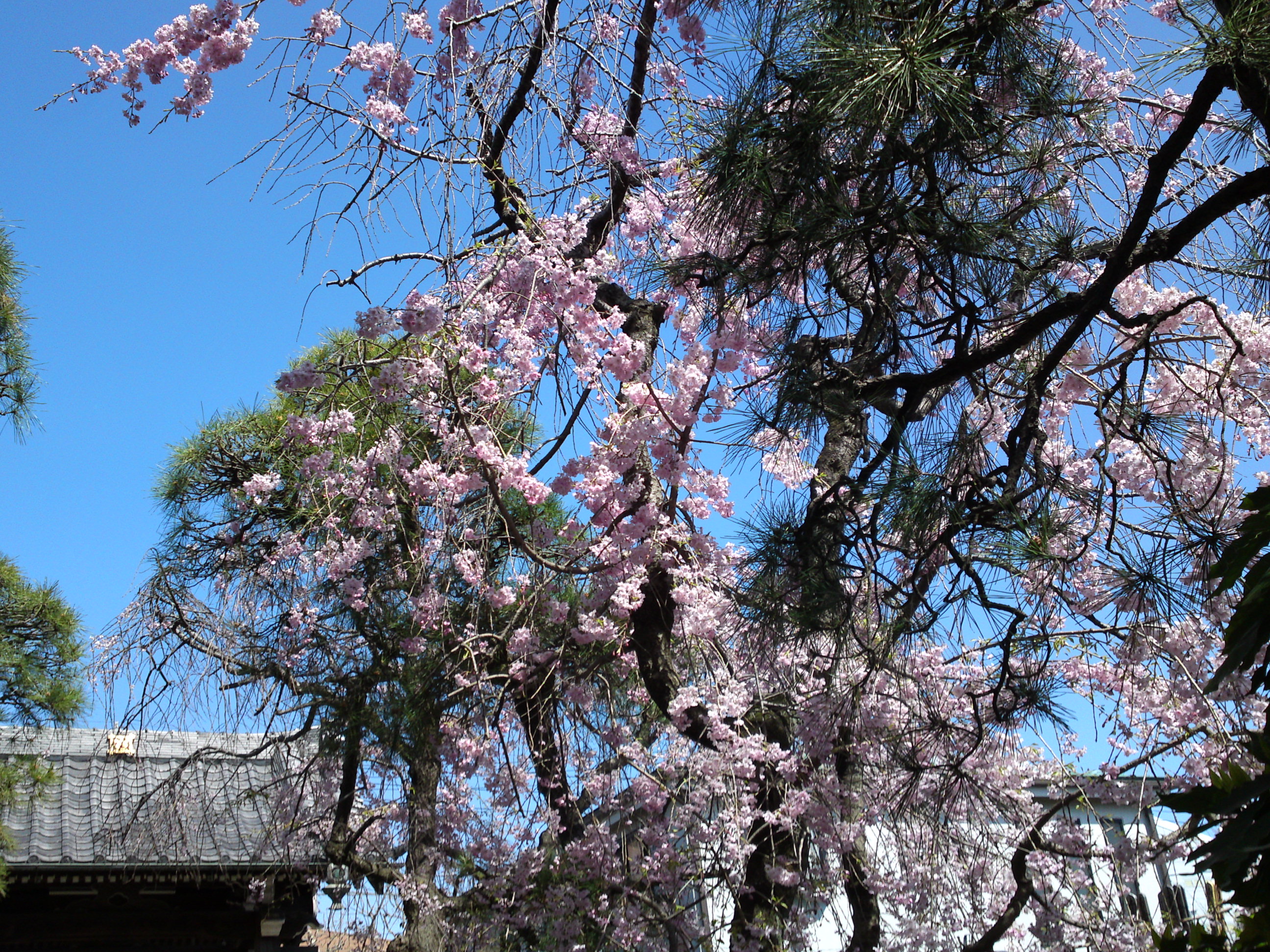 2019年春本覚山妙勝寺に咲くしだれ桜の花１