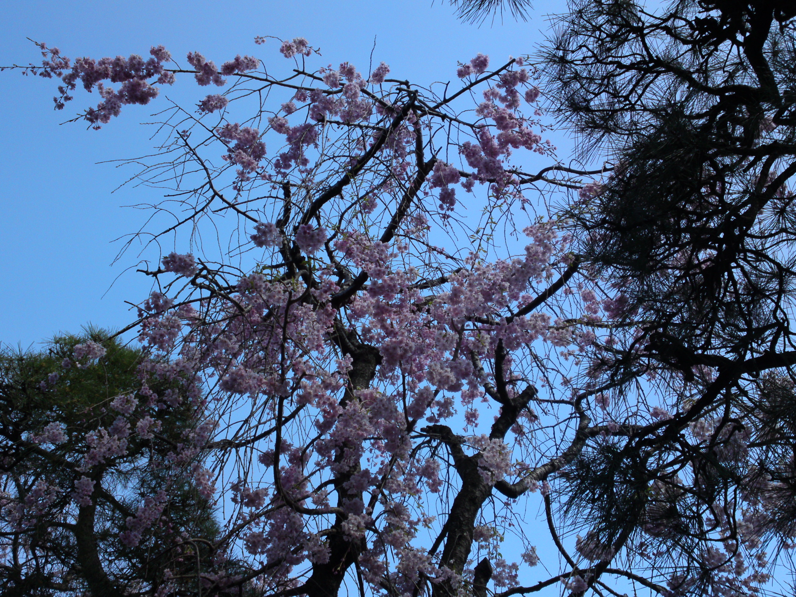 2019年春本覚山妙勝寺に咲くしだれ桜の花２