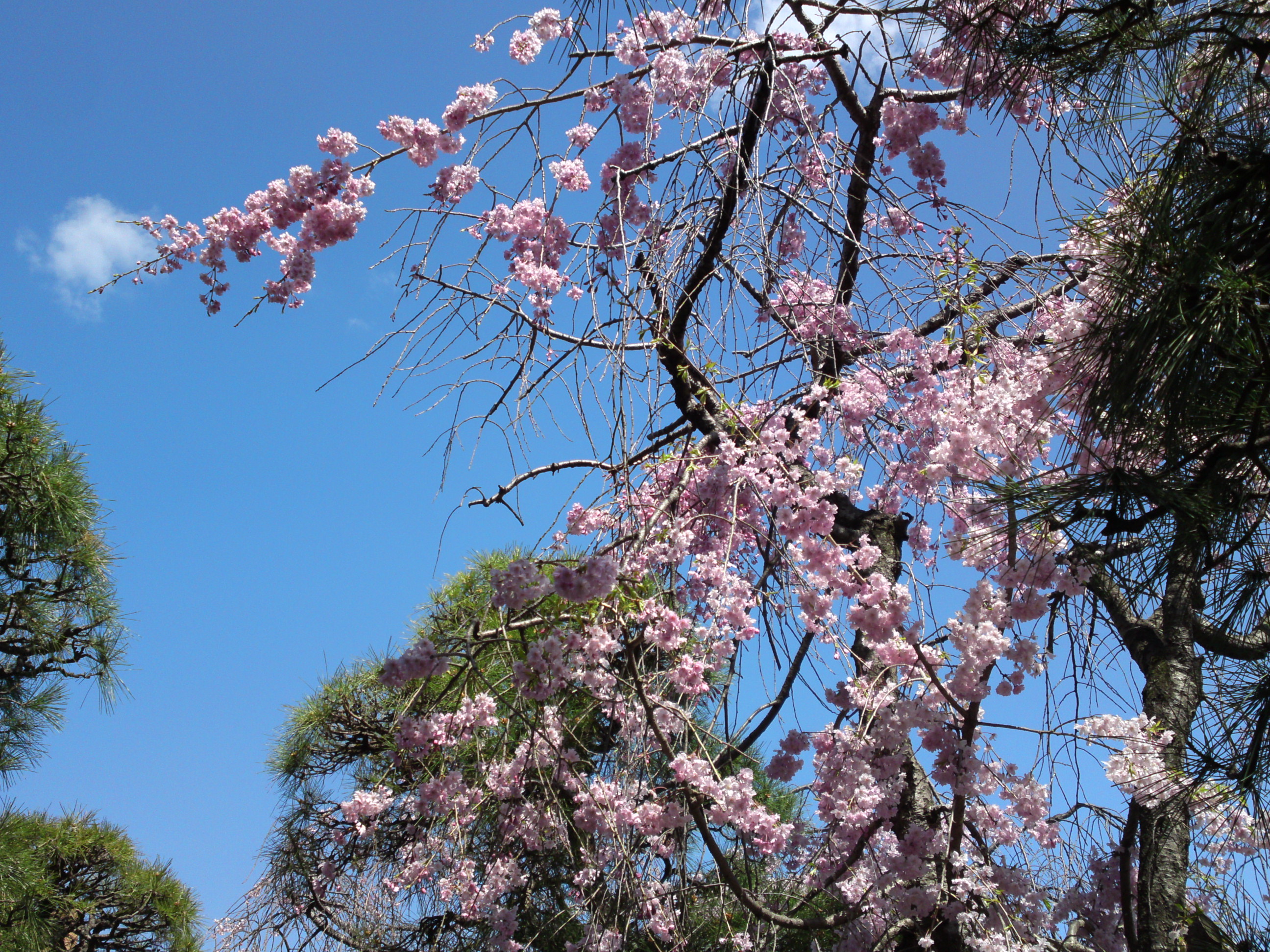 2019年春本覚山妙勝寺に咲くしだれ桜の花５