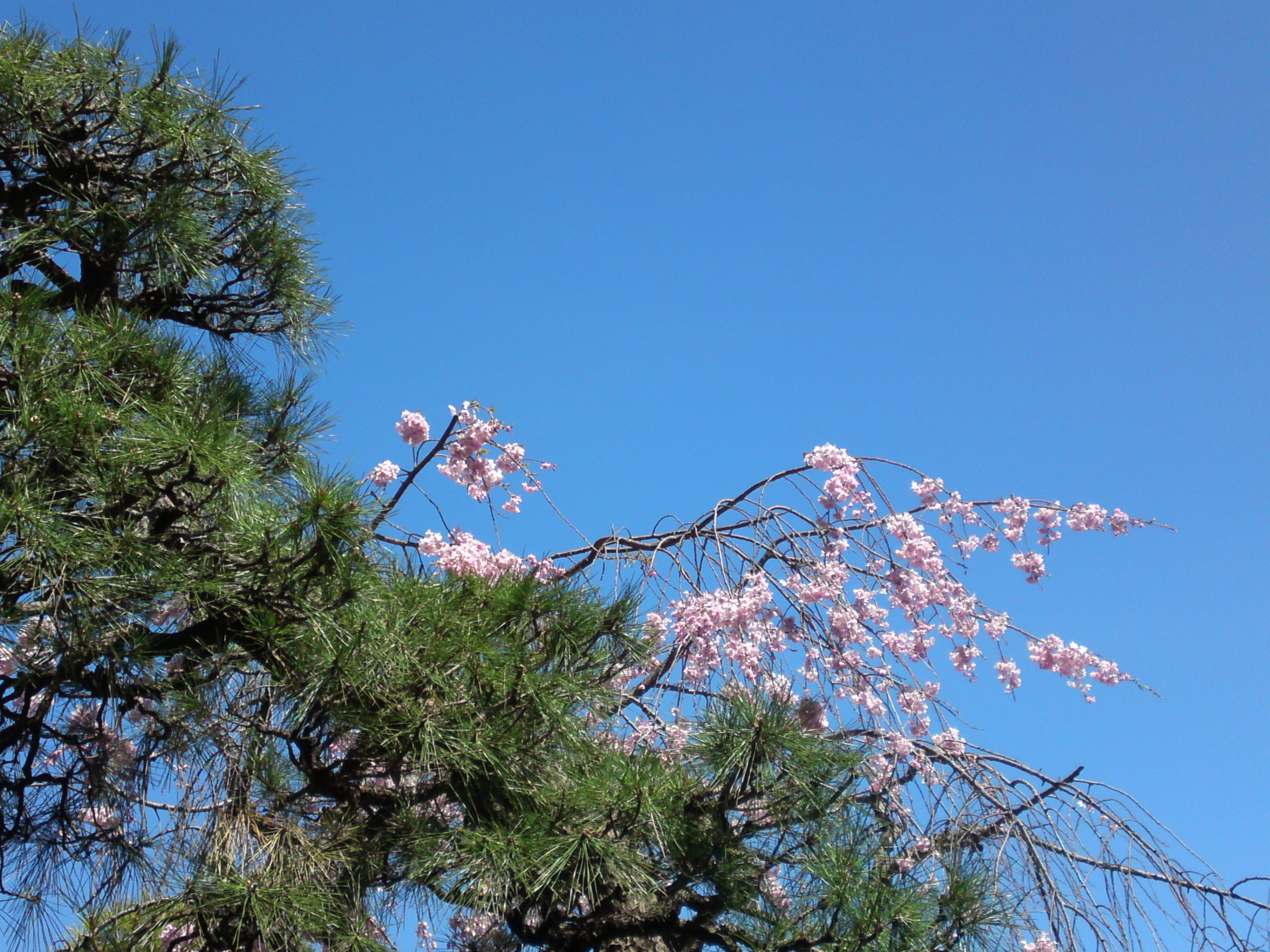 2019年春本覚山妙勝寺に咲くしだれ桜の花６