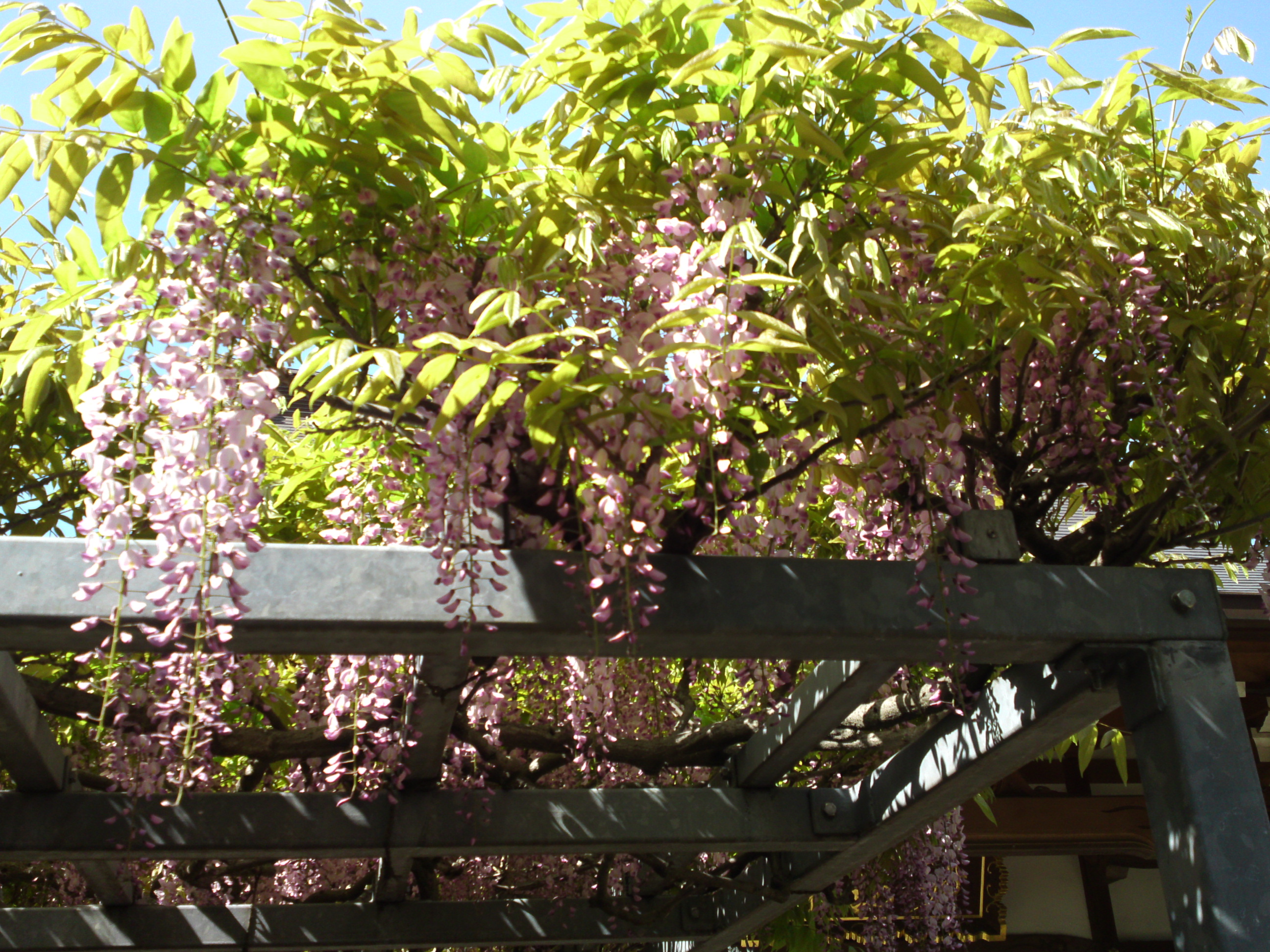 2019年龍経山妙正寺に咲く藤の花１