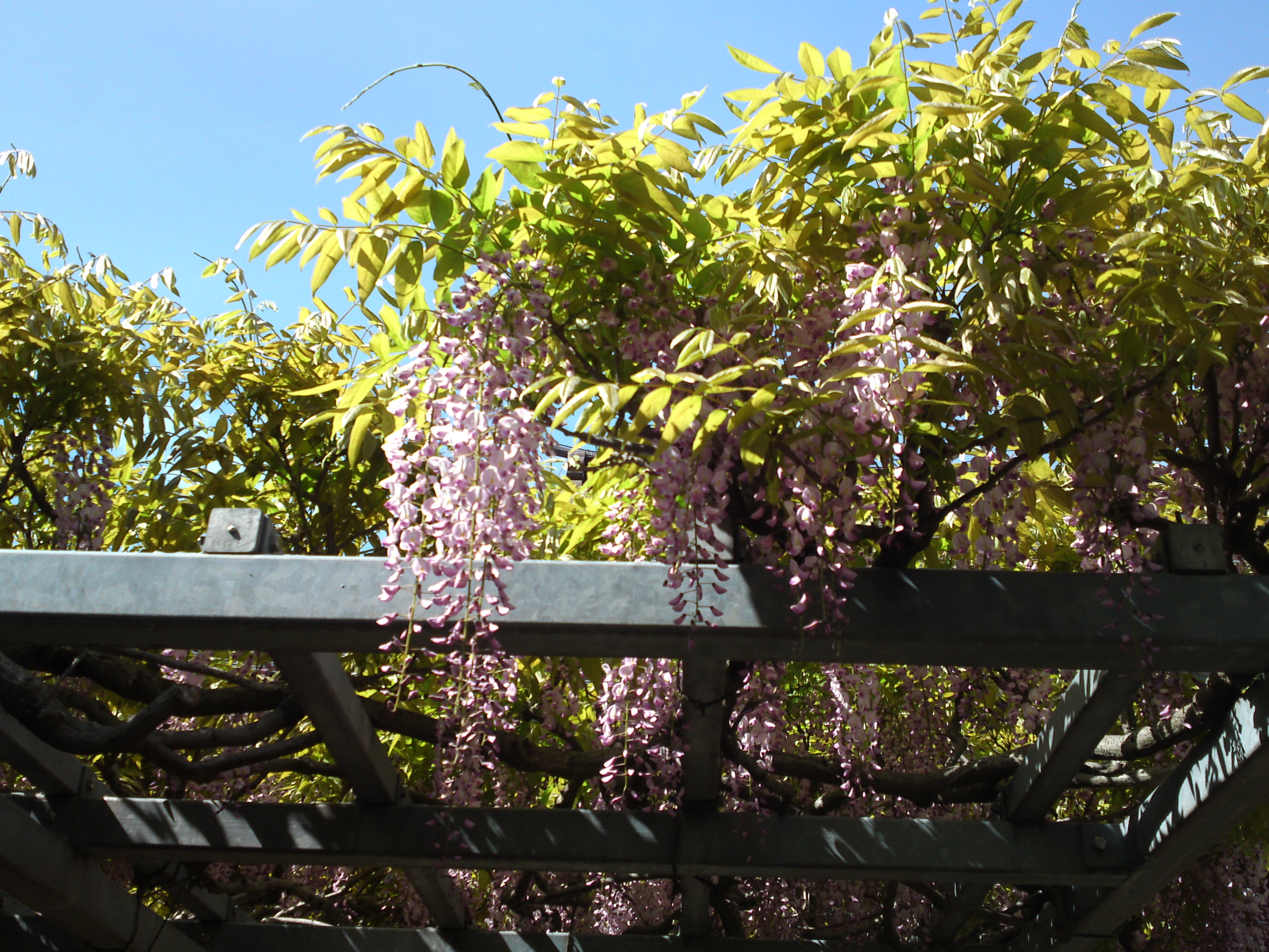 2019年龍経山妙正寺に咲く藤の花２