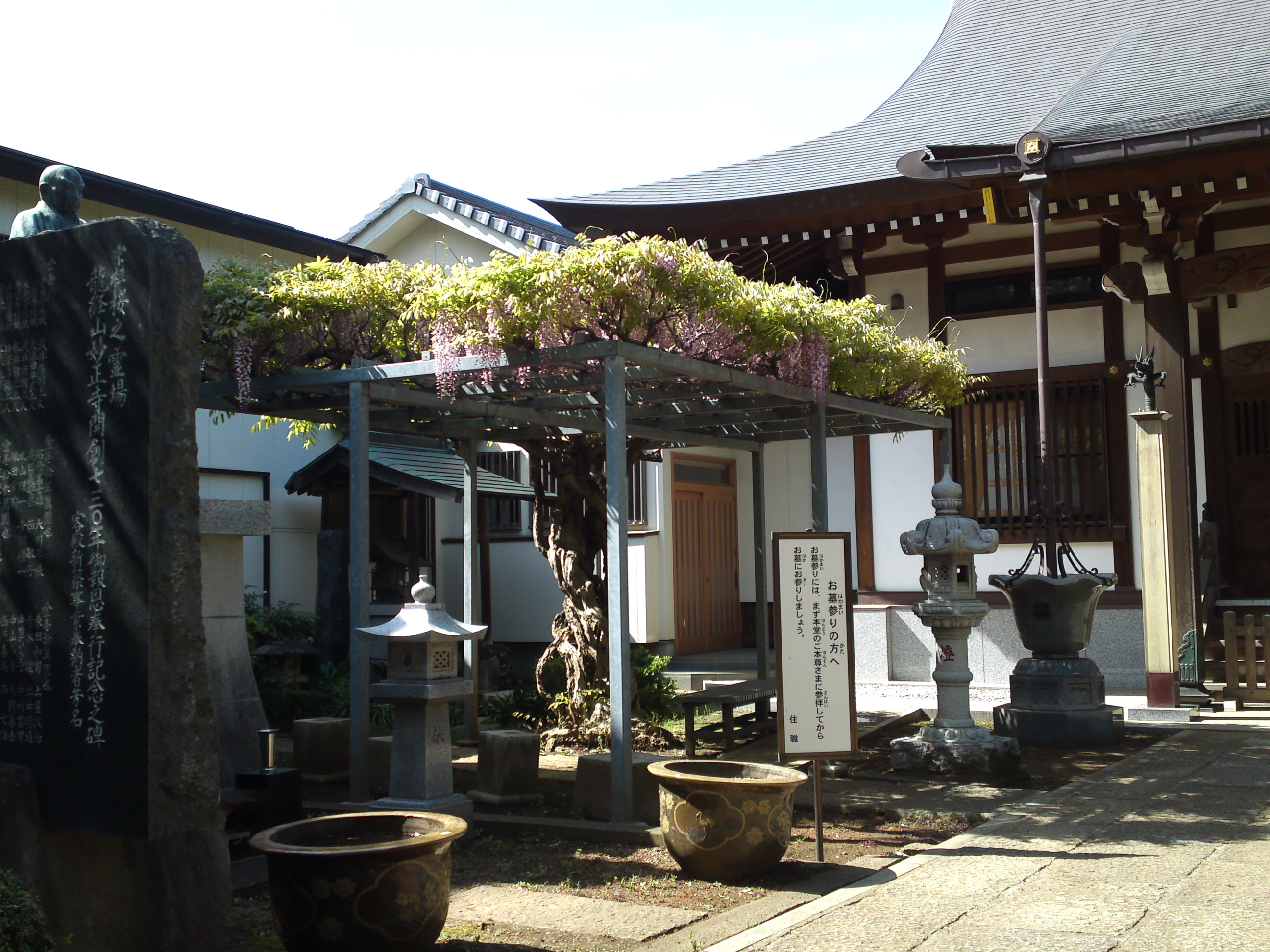 2019年龍経山妙正寺に咲く藤の花３