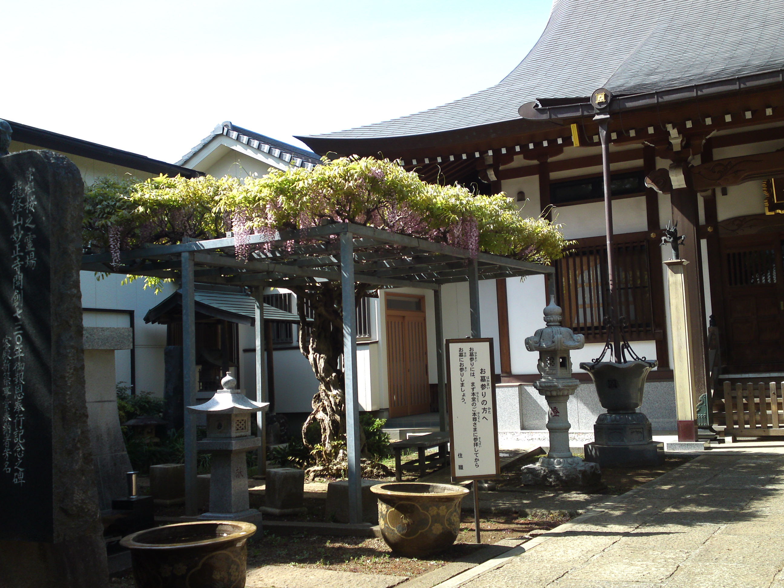 2019年龍経山妙正寺に咲く藤の花４