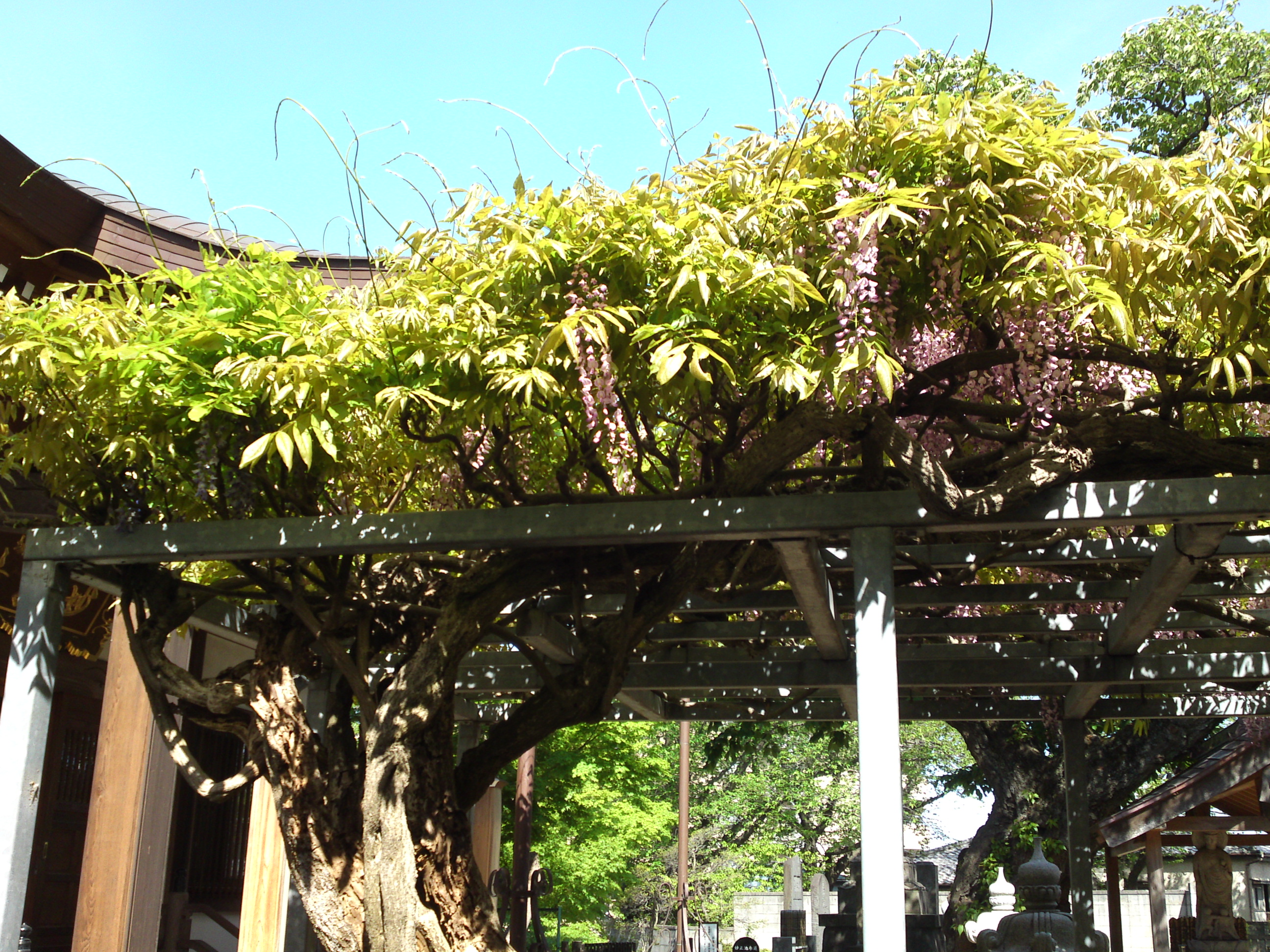 2019年龍経山妙正寺に咲く藤の花６