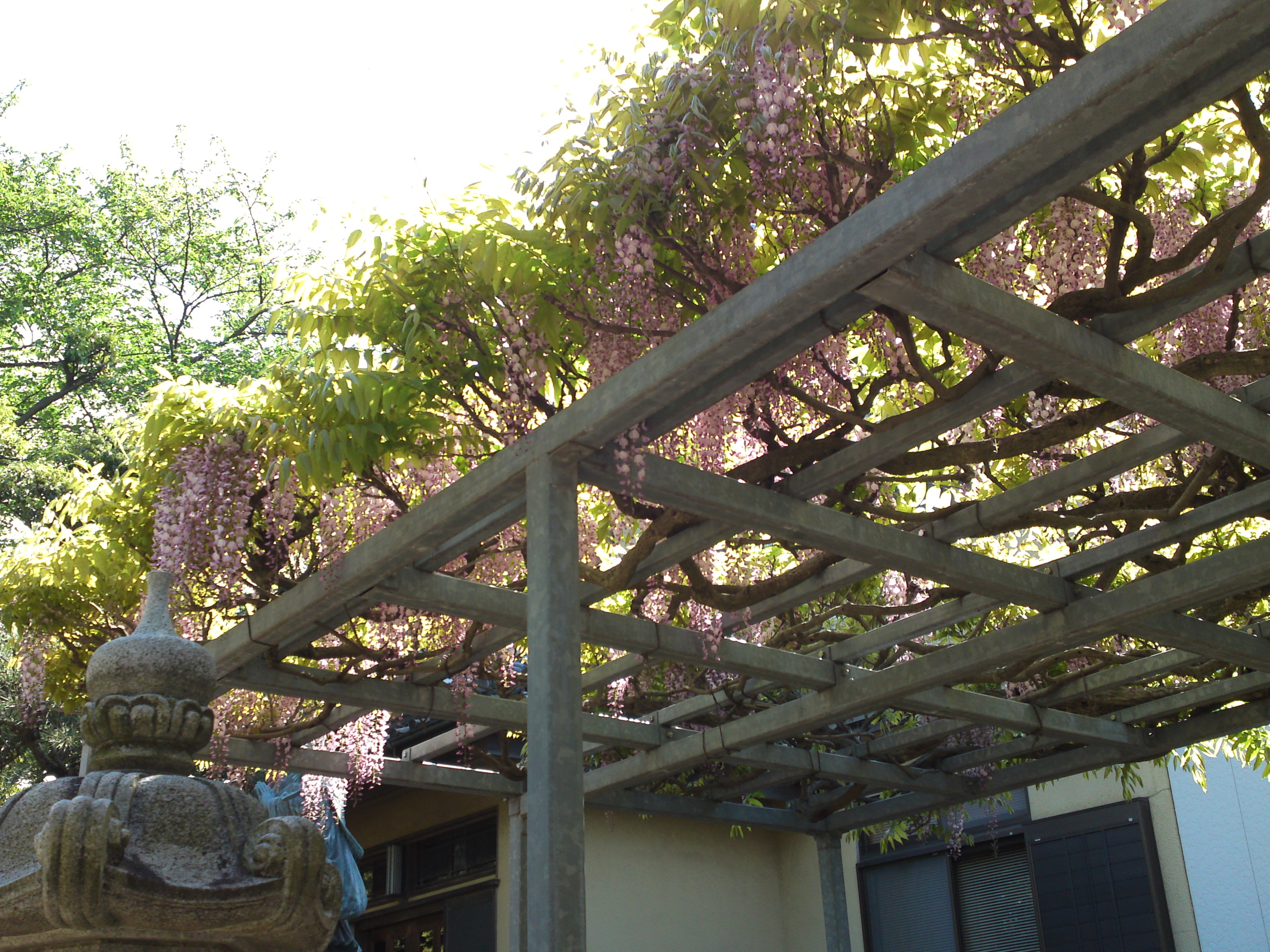 2019年龍経山妙正寺に咲く藤の花７
