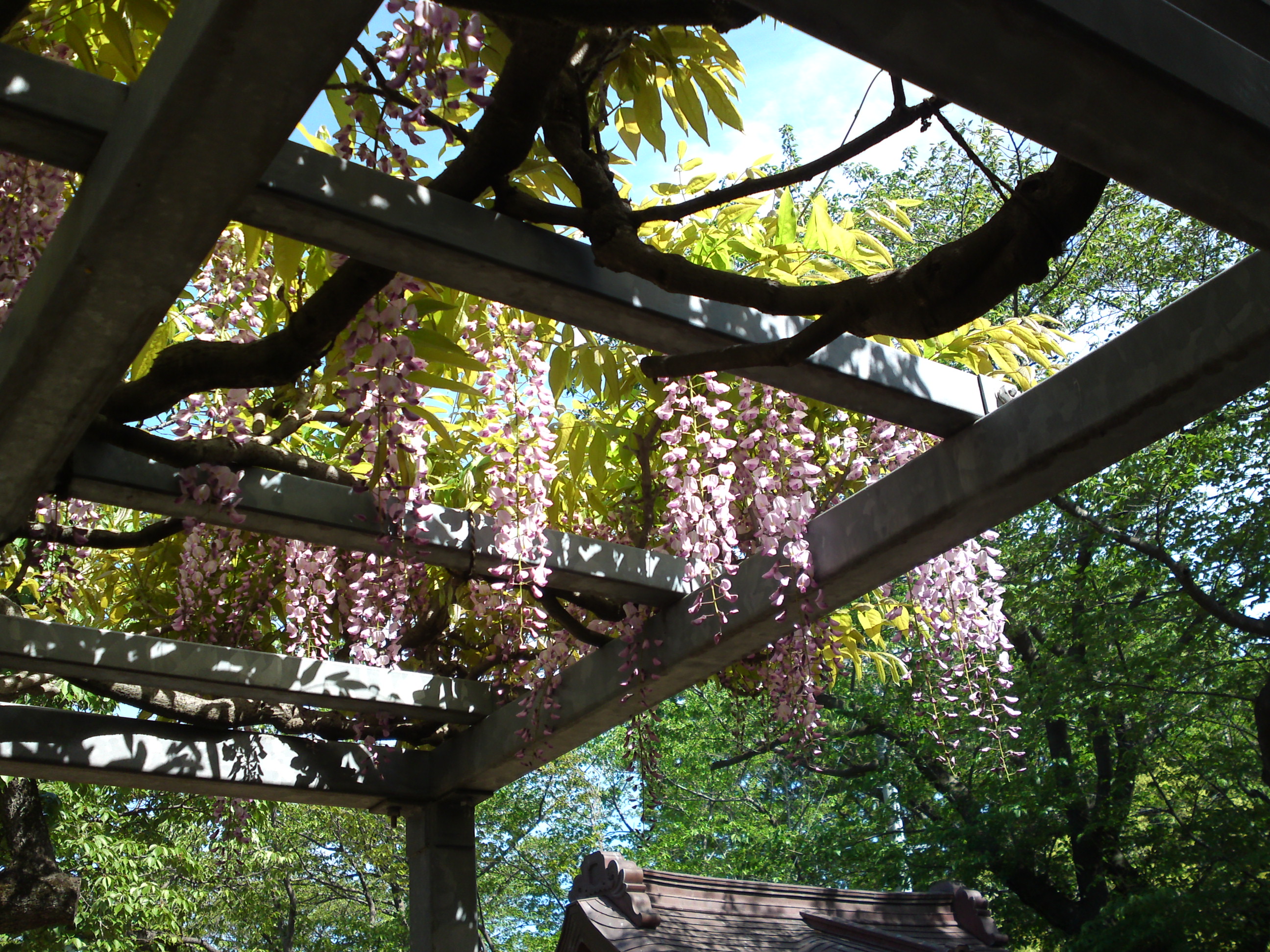 2019年龍経山妙正寺に咲く藤の花９