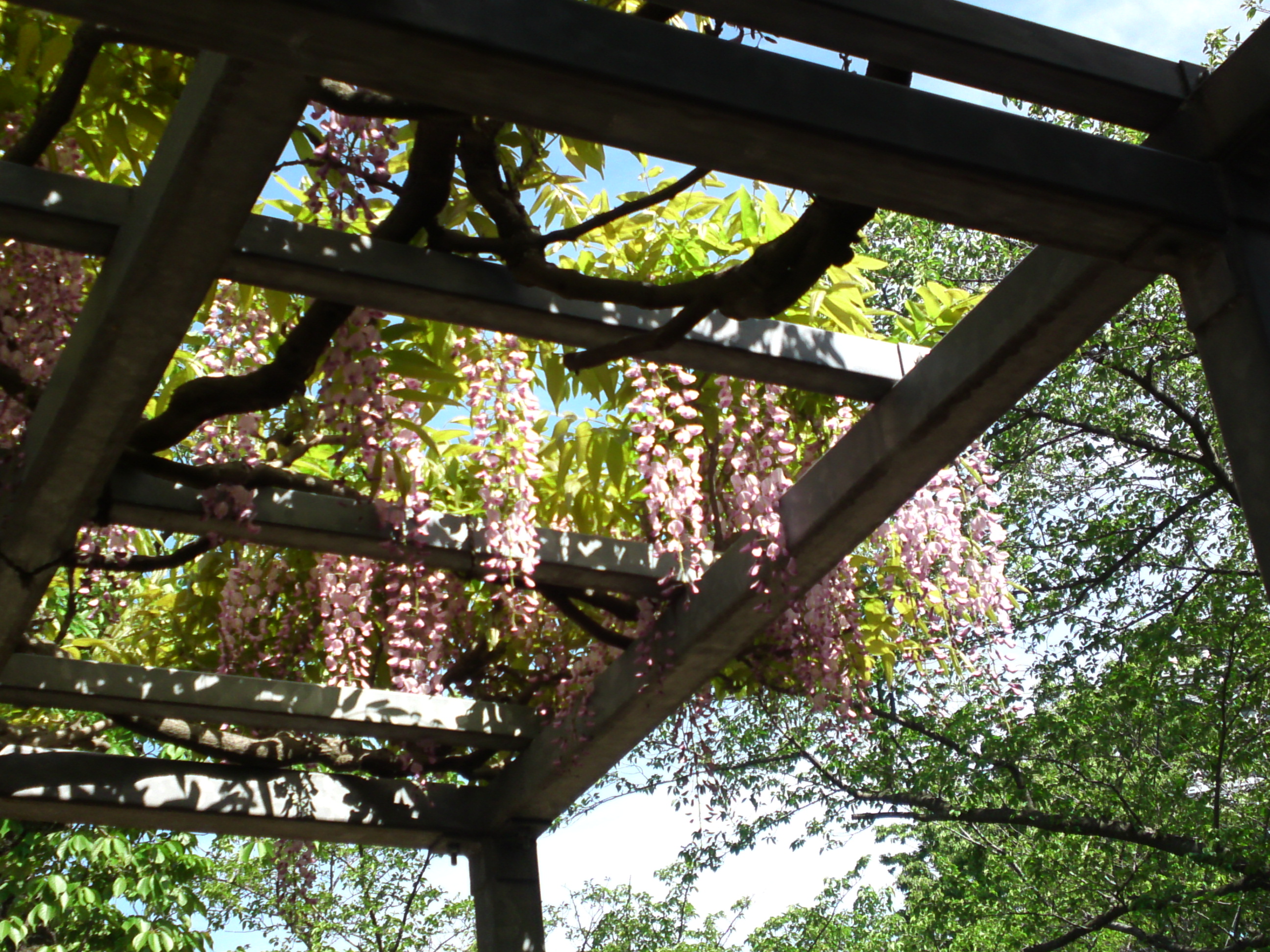 2019年龍経山妙正寺に咲く藤の花１０