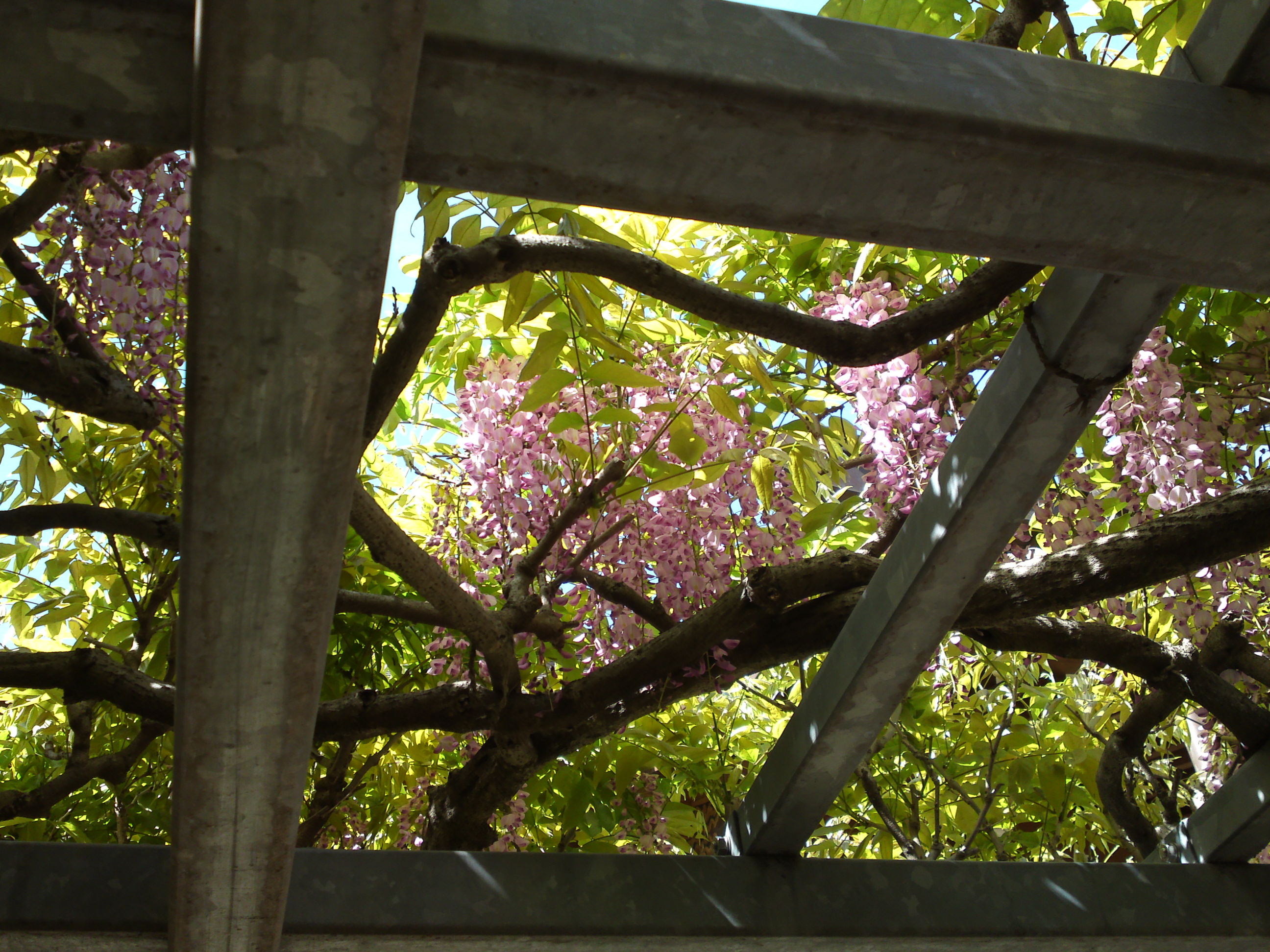 2019年龍経山妙正寺に咲く藤の花１３