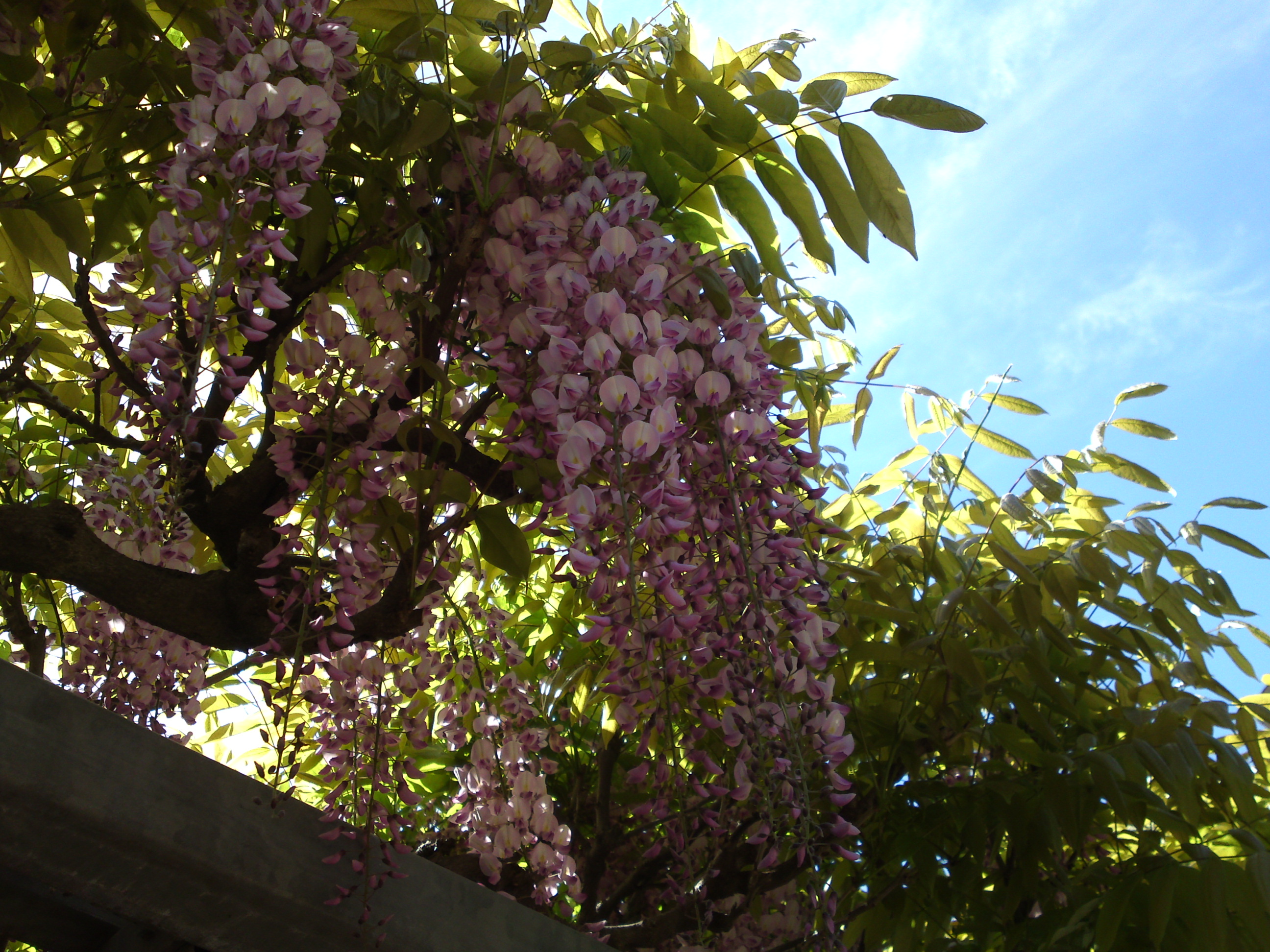 2019年龍経山妙正寺に咲く藤の花１５