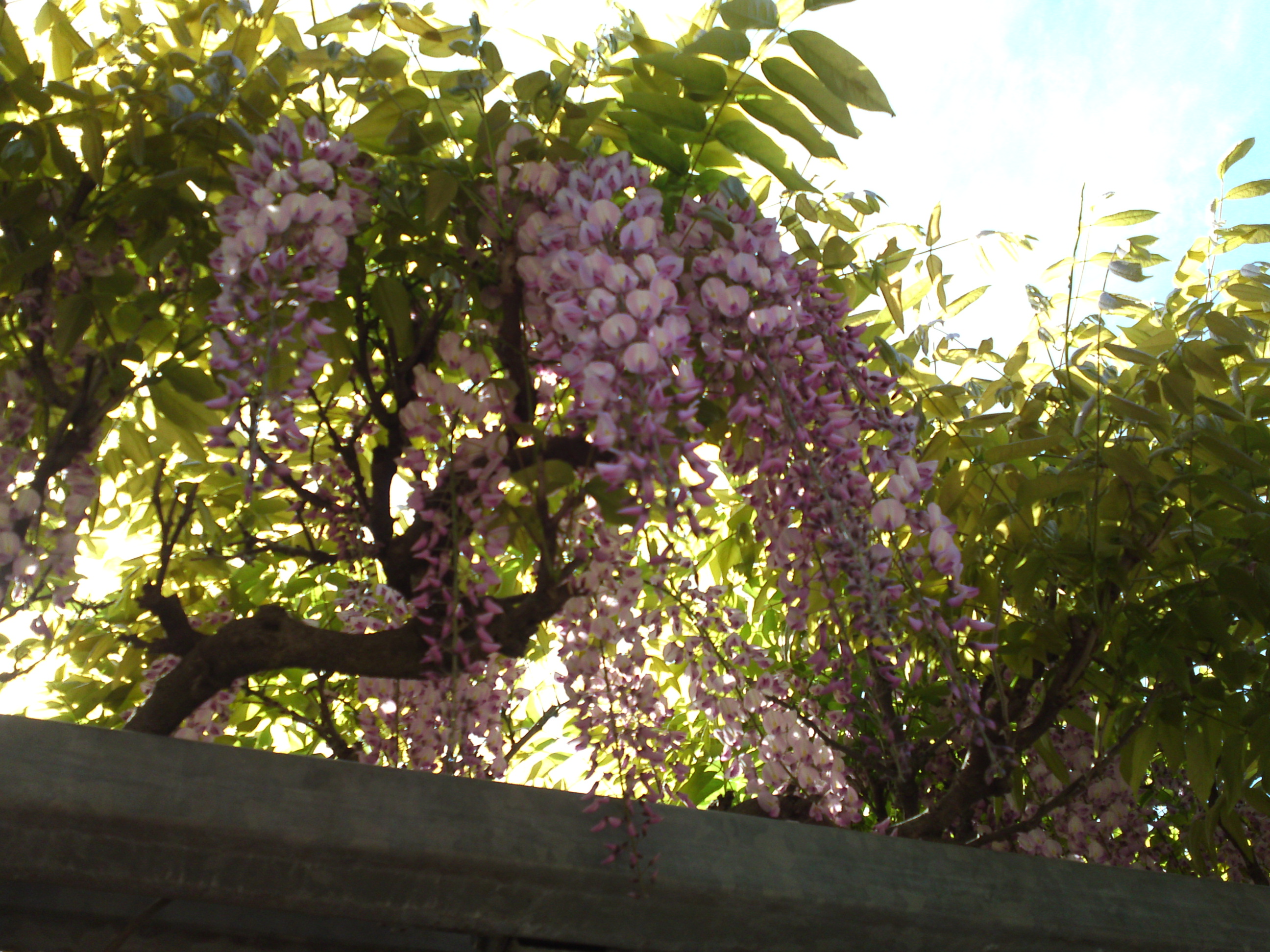 2019年龍経山妙正寺に咲く藤の花１６