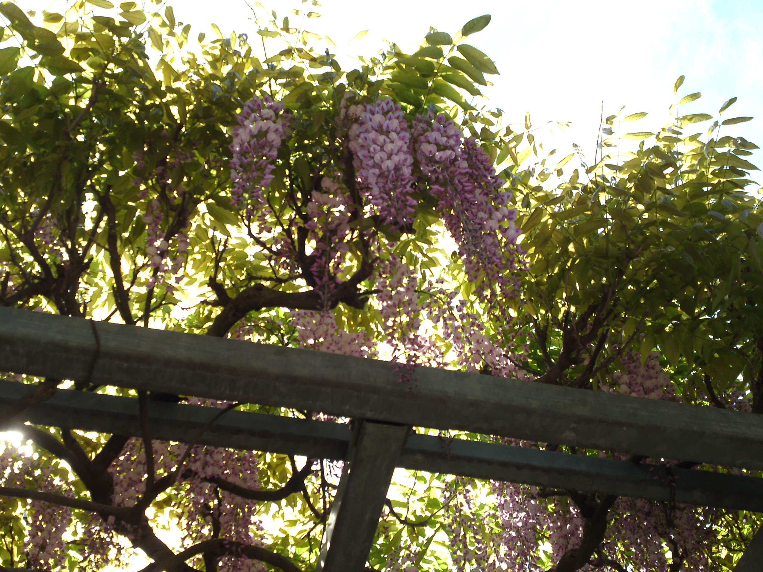 2019年龍経山妙正寺に咲く藤の花１７