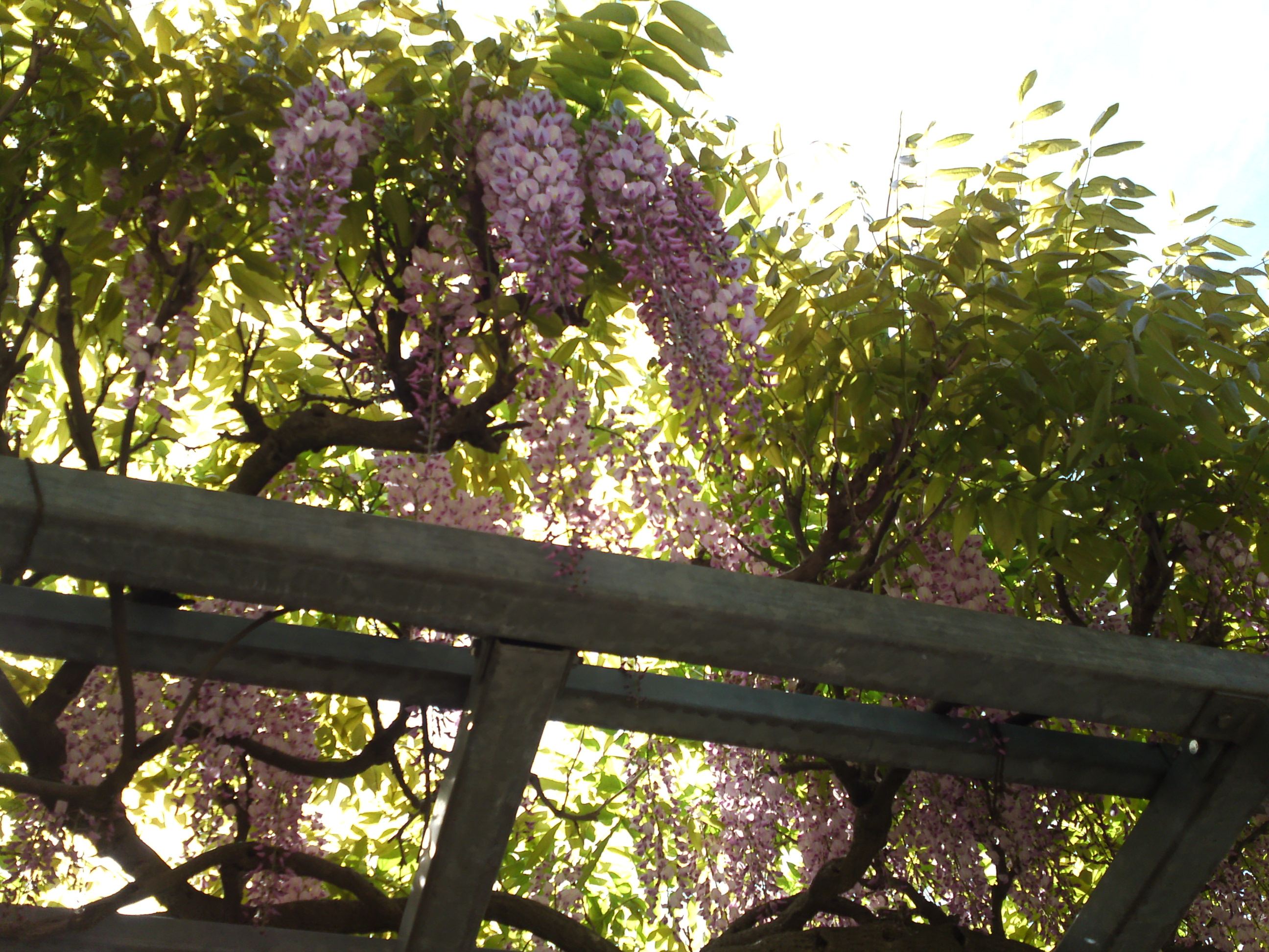 2019年龍経山妙正寺に咲く藤の花１８