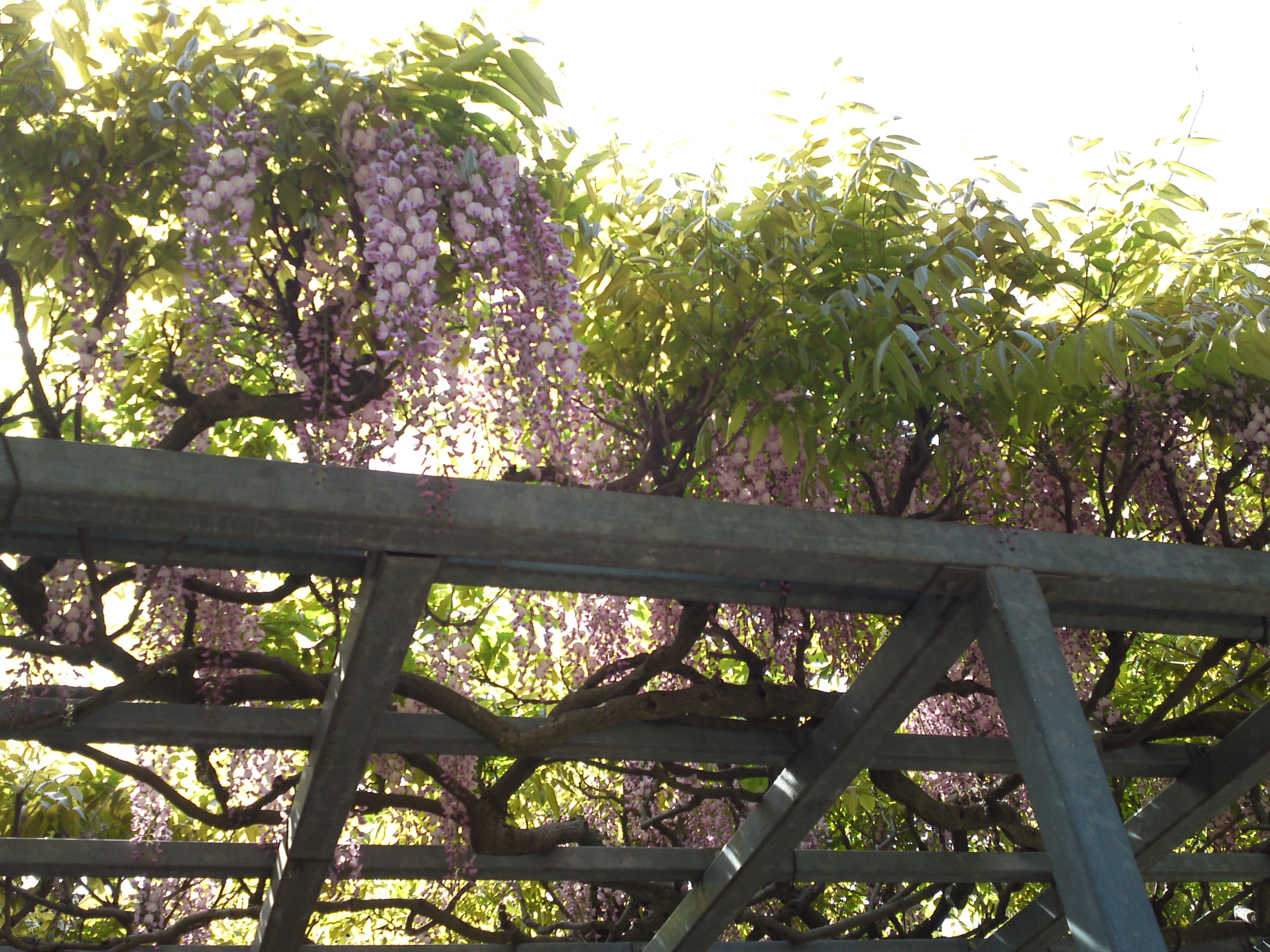 2019年龍経山妙正寺に咲く藤の花１９
