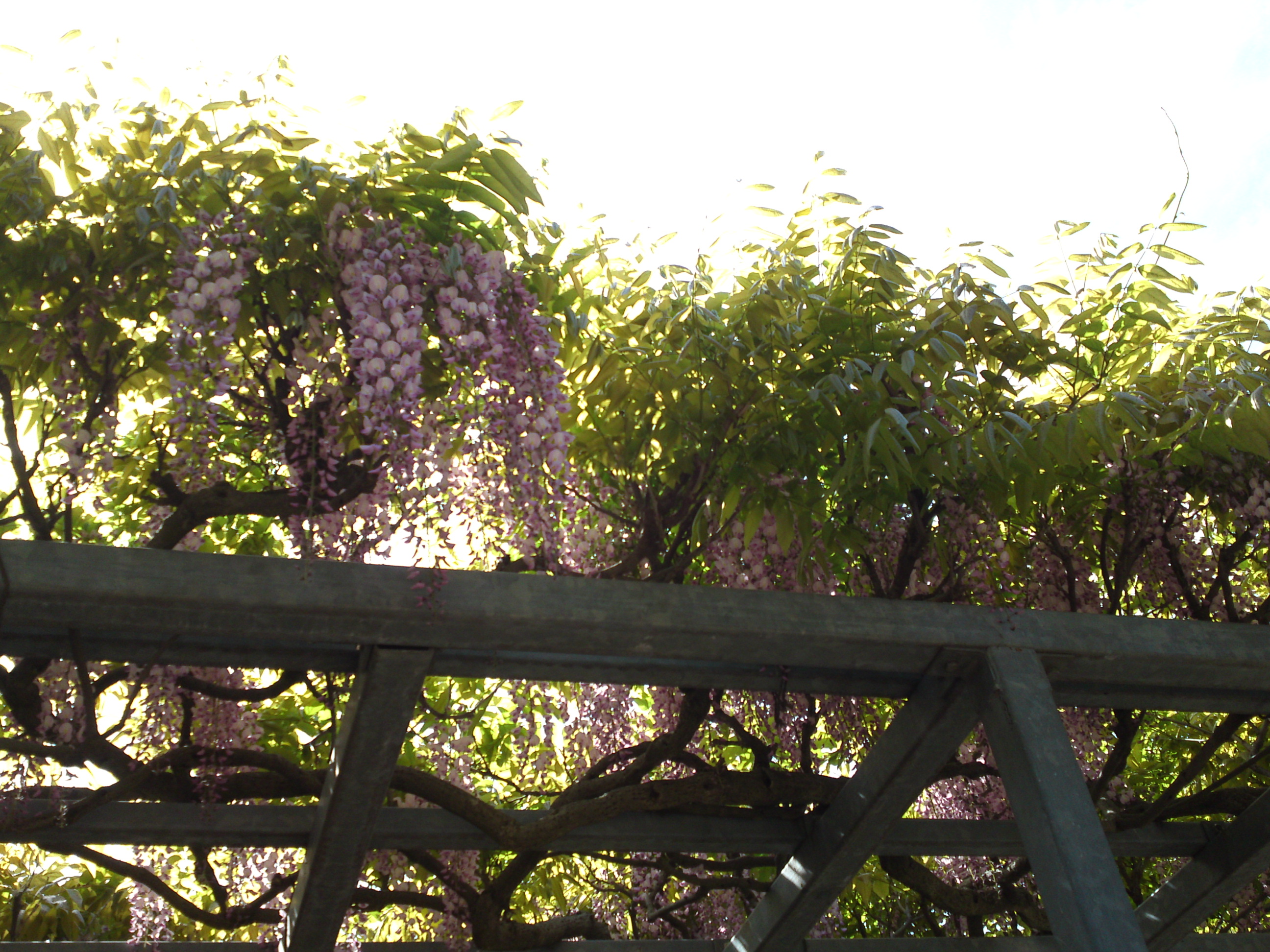 2019年龍経山妙正寺に咲く藤の花２０
